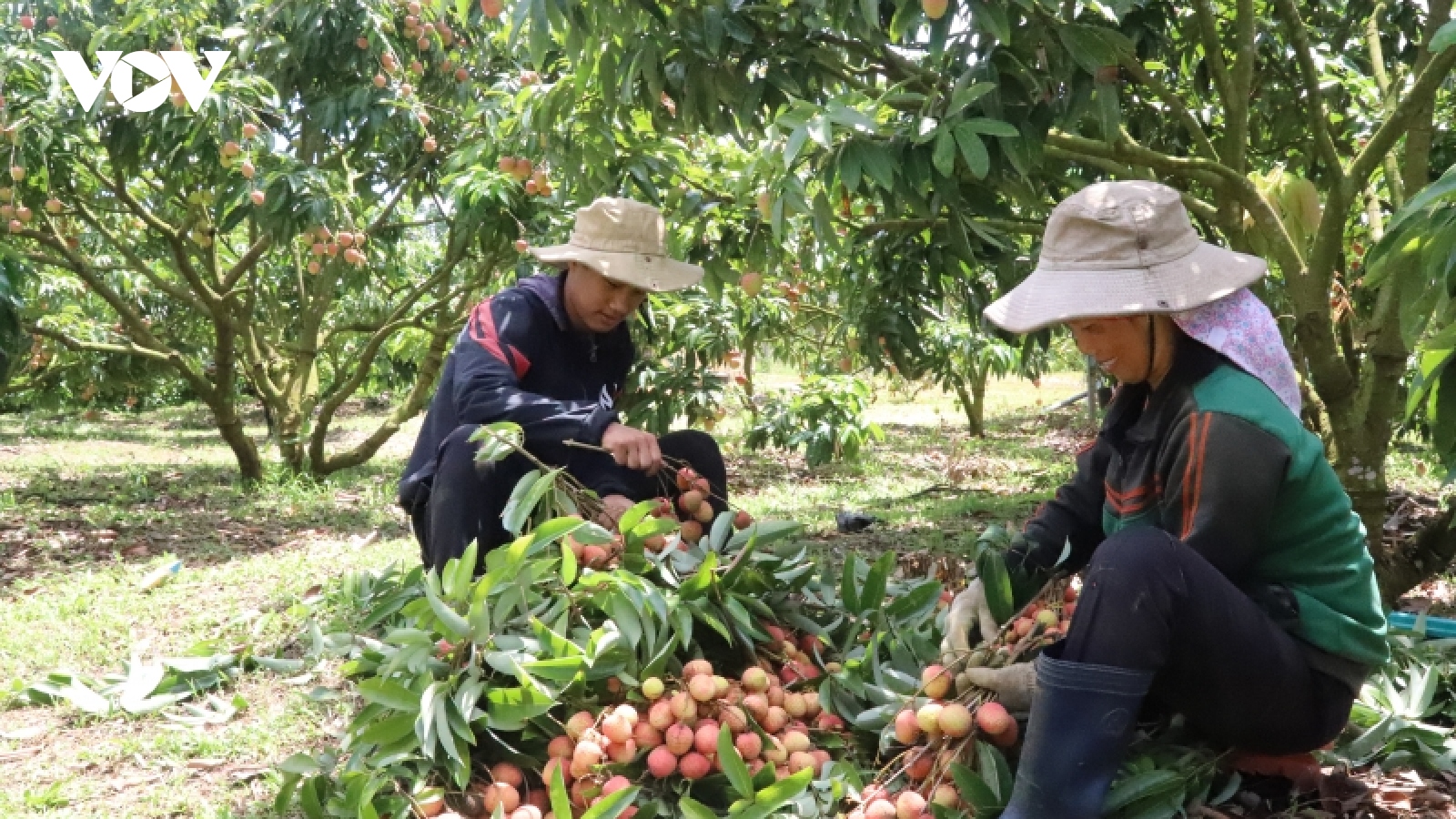 Vải chín sớm ở Đắk Lắk được mùa, được giá