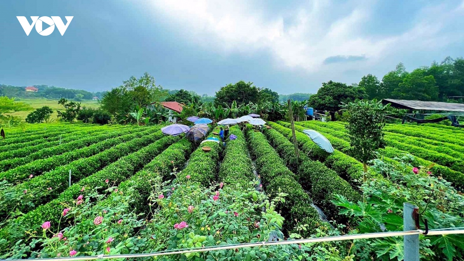 Vùng nguyên liệu đạt chuẩn làm gia tăng giá trị nông sản