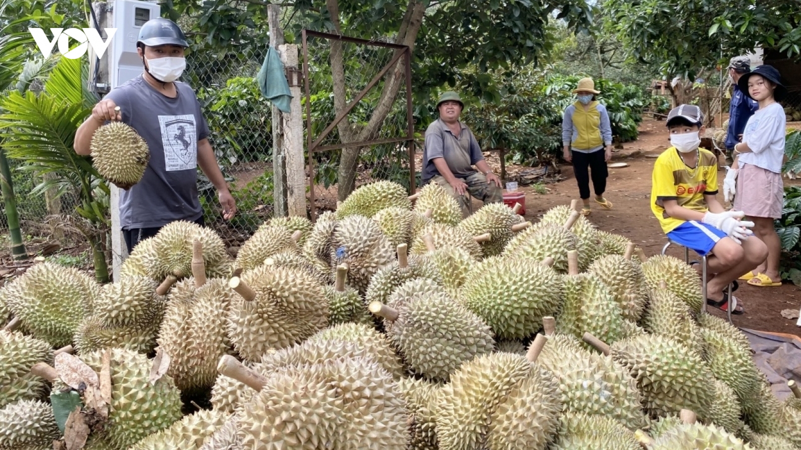 Ồ ạt nhổ bỏ cà phê để trồng sầu riêng ở Tây Nguyên