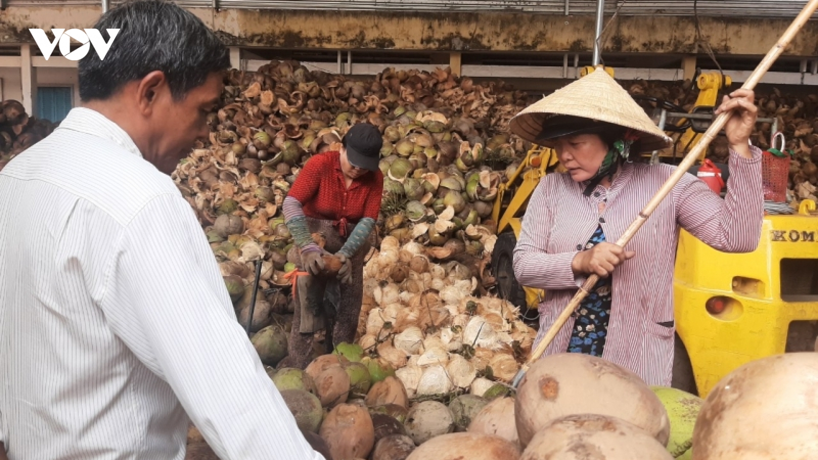Doanh nghiệp mua dừa tại Bến Tre nỗ lực giải quyết khoản nợ đối với nhà vườn
