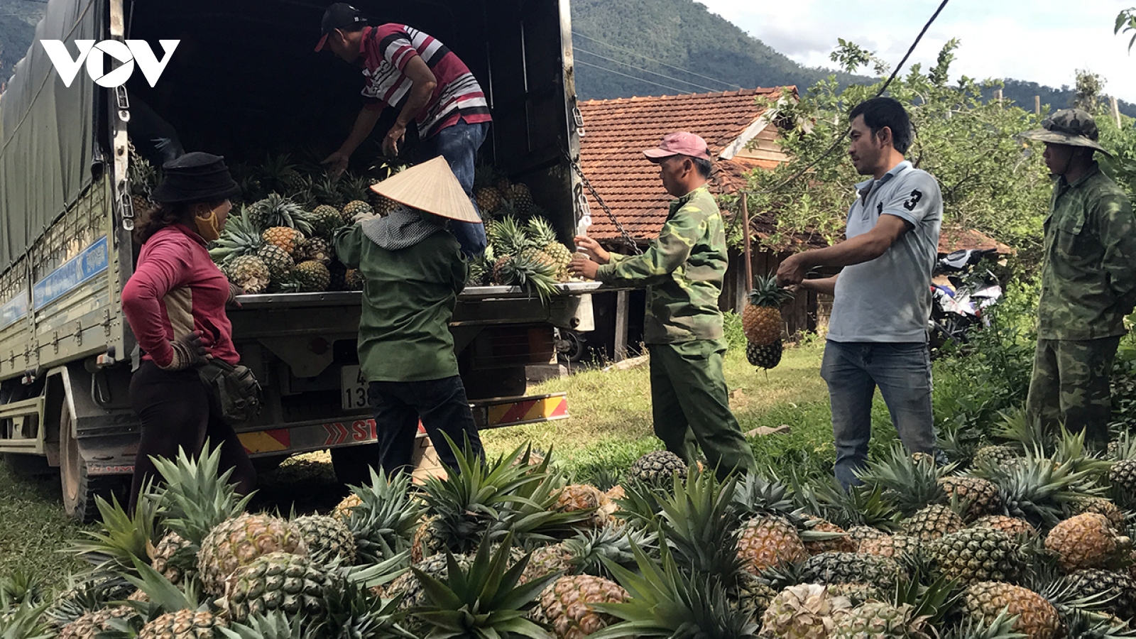 Trồng dứa rải vụ, nông dân Đắk Lắk đảm bảo đầu ra, tăng thu nhập