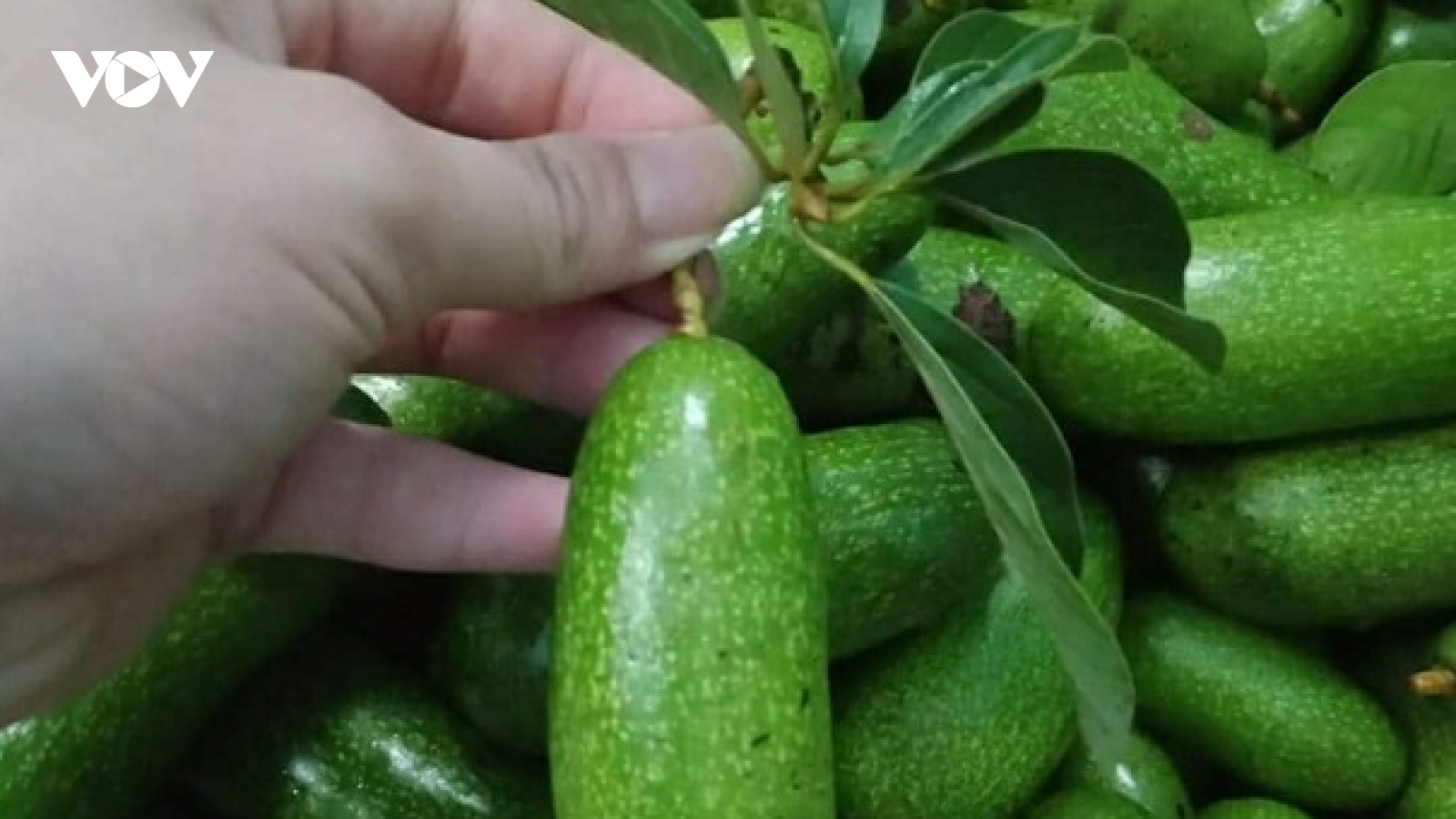 Bơ mini giá 150.000 đồng/kg, dân buôn cả tạ mỗi ngày