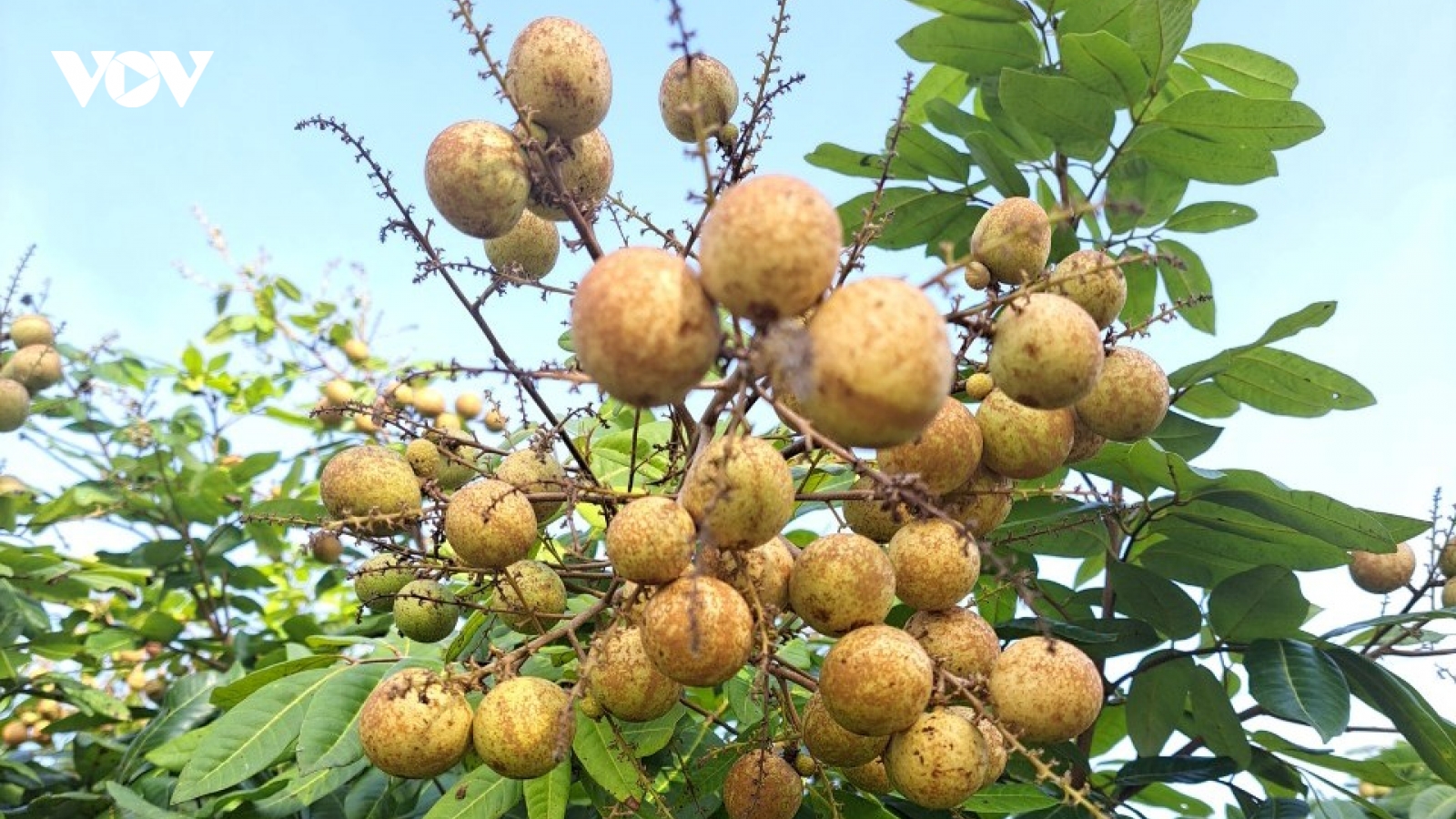 Nhãn “khổng lồ” lần đầu bán trên thị trường, giá 100.000 đồng/kg