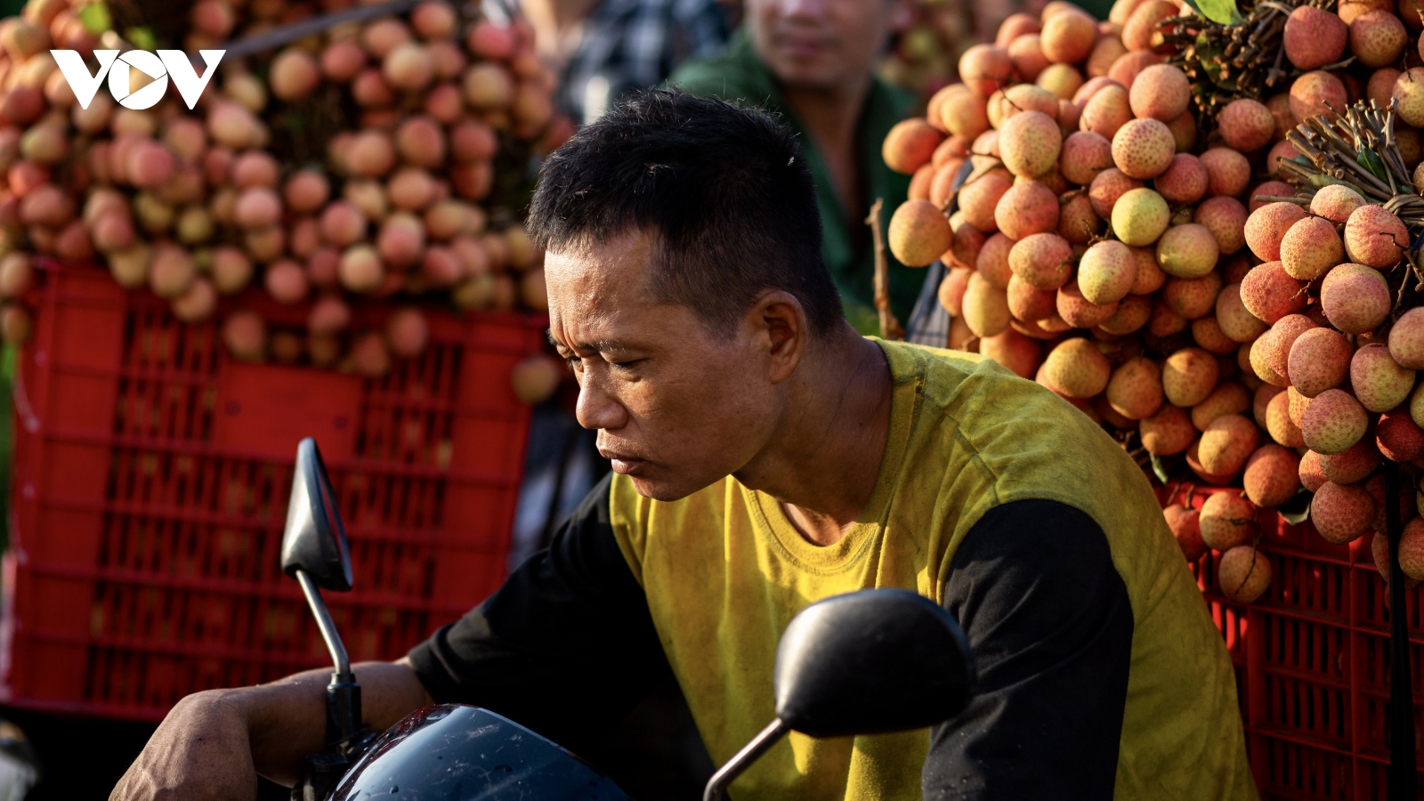 Giá vải đầu mùa bấp bênh, người trồng vải Thanh Hà (Hải Dương) lo lắng