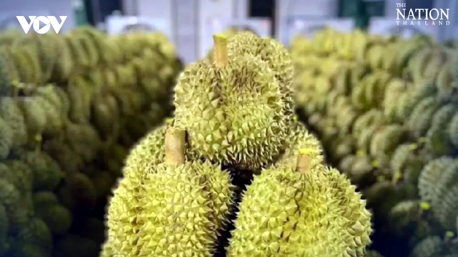Xuất khẩu sầu riêng Thái Lan sang Trung Quốc tăng vọt nhờ giao thông