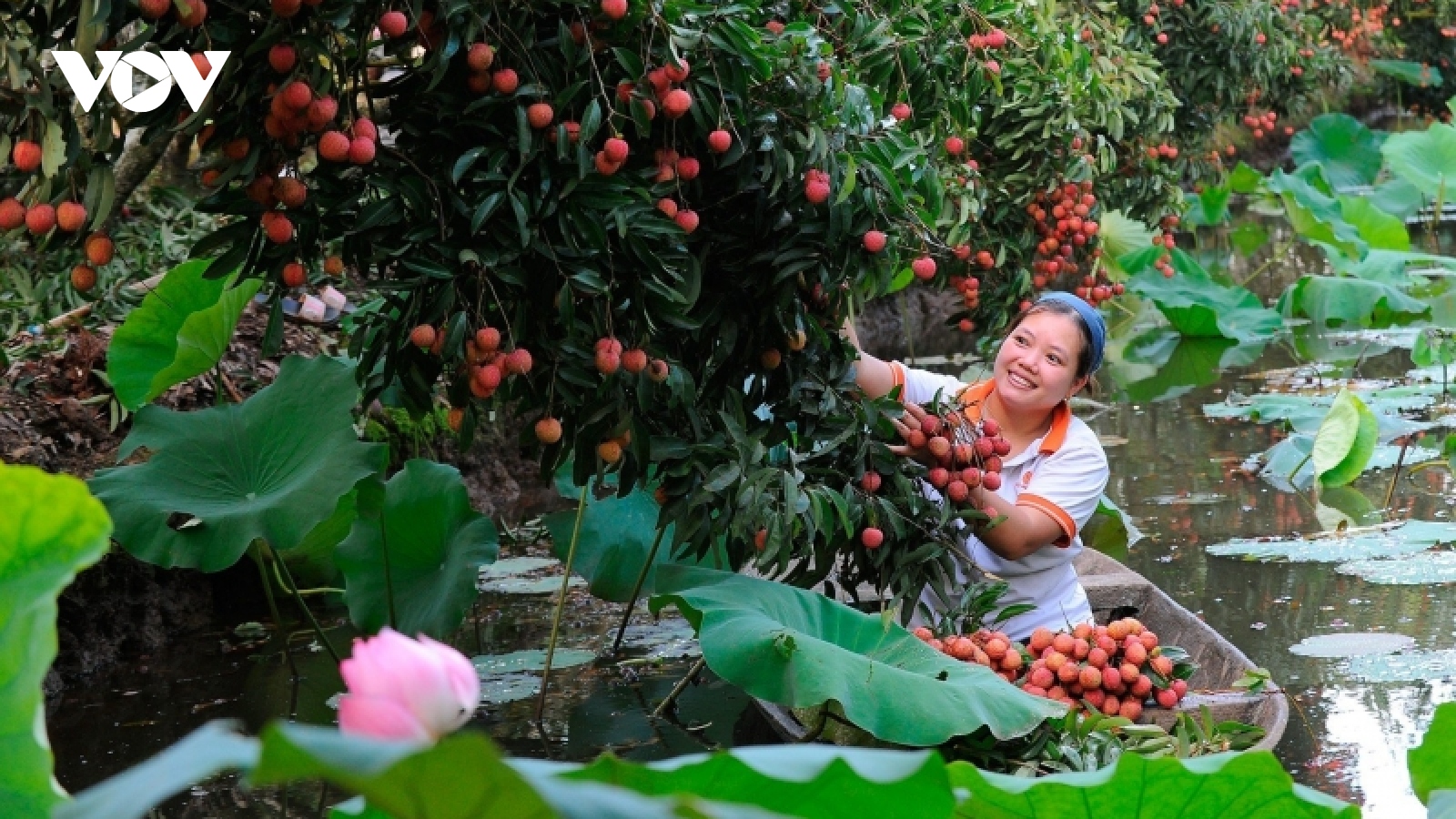 Đẩy mạnh tiêu thụ trái vải thiều tại thị trường trong nước