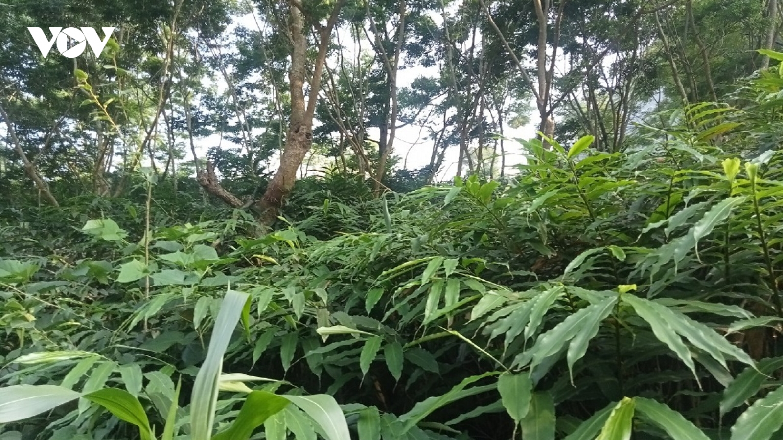 Người Dao đầu tiên trồng cây sa nhân tím ở Cao Bằng