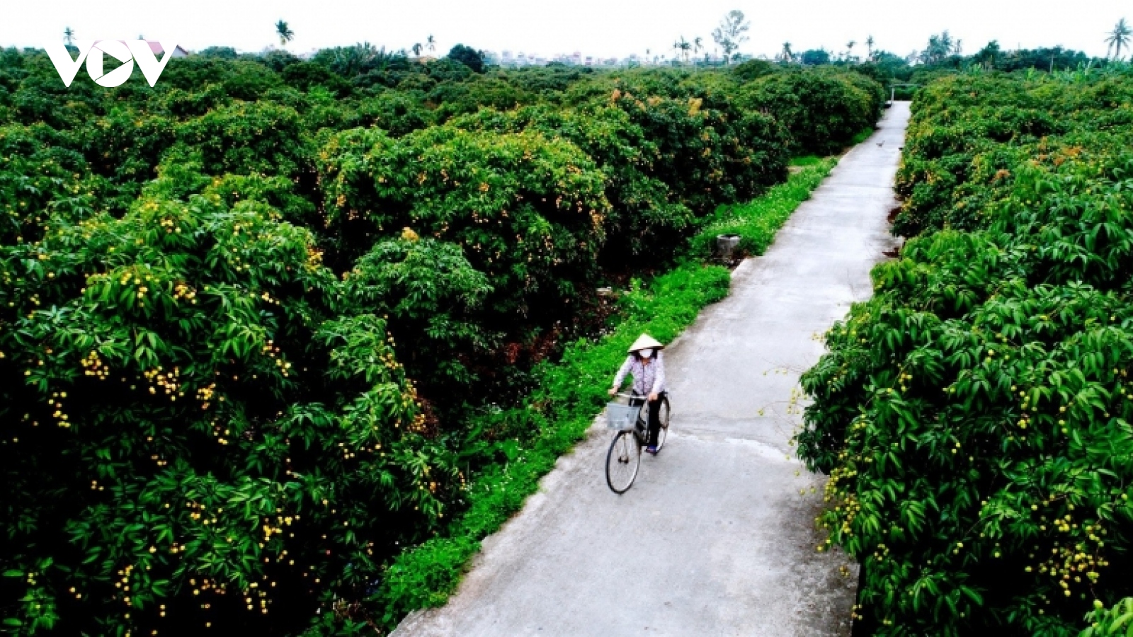 Về Thanh Hà trải nghiệm “miệt vườn xứ Đông”