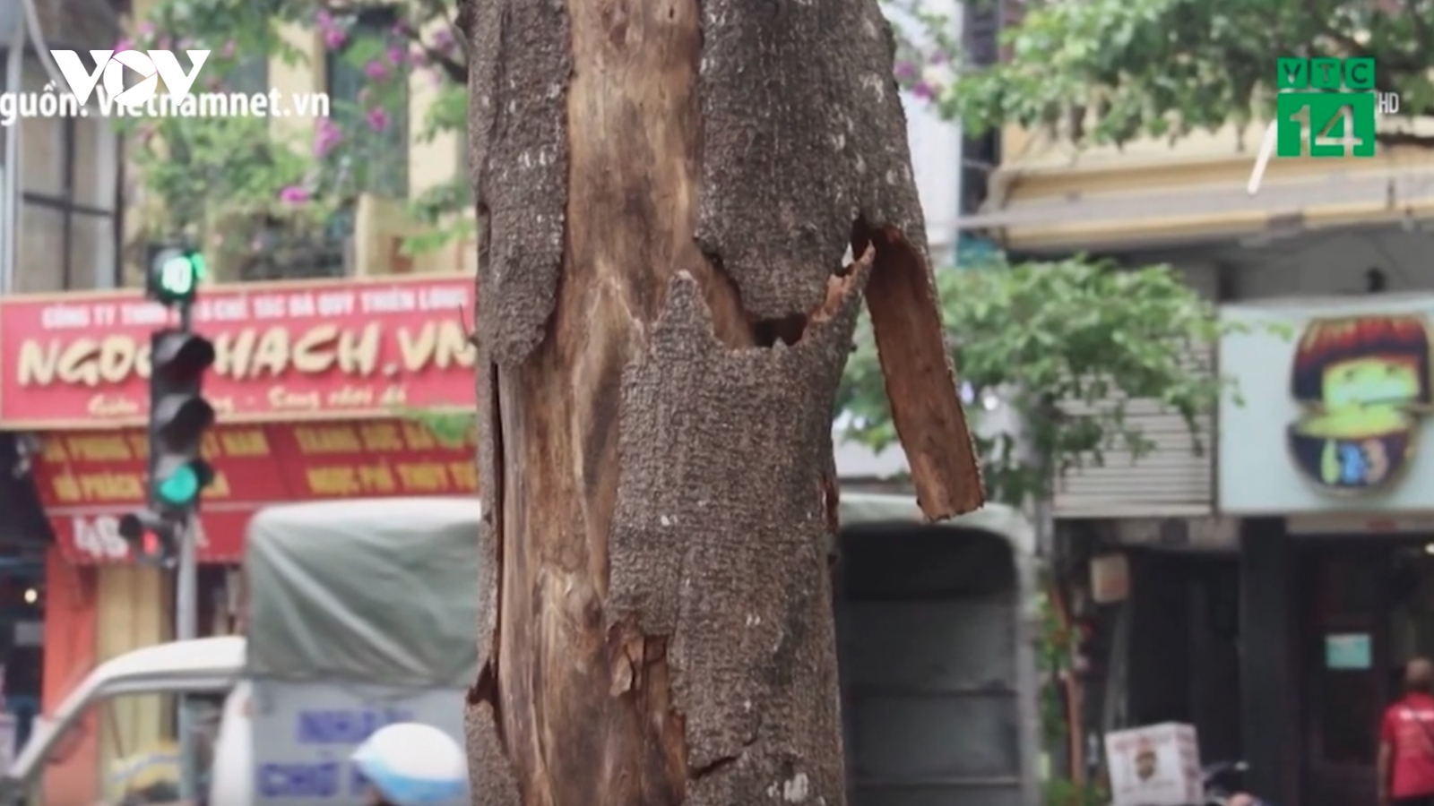 Cây chết khô ở Hà Nội có nguy cơ đổ gãy khi dông lốc
