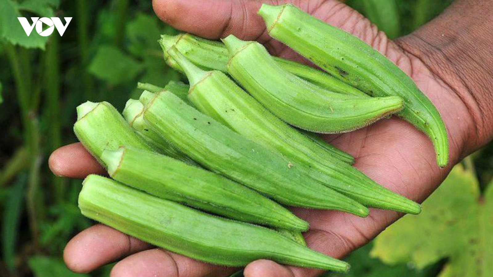 Nên uống nước đậu bắp khi nào?