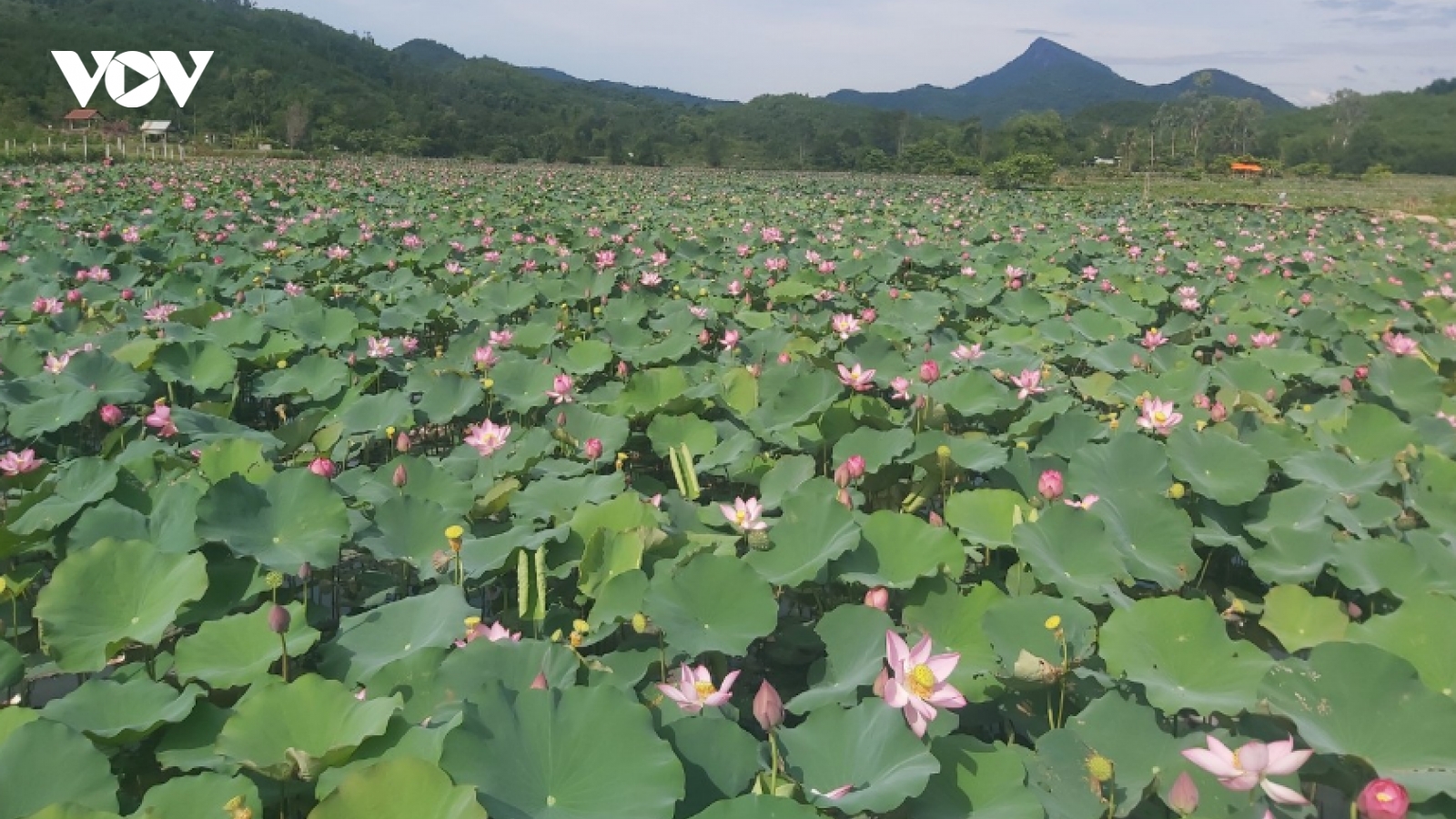 Trồng sen trên đất lúa, nông dân thu lãi cao