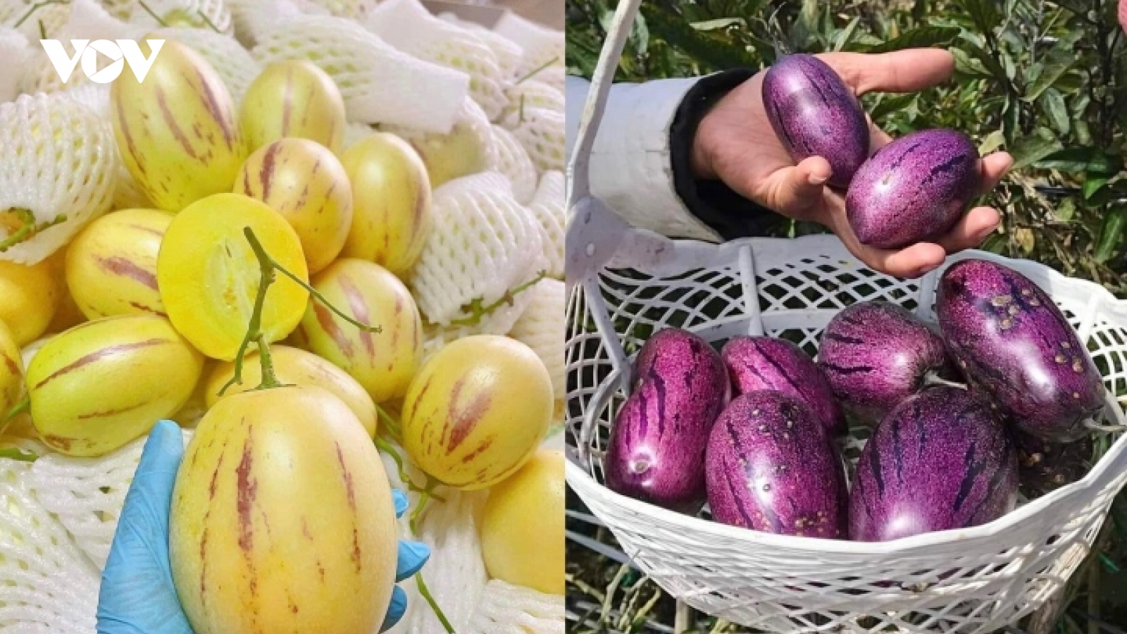 Dưa hấu tí hon 10 mùi ở Đà Lạt "đắt hàng như tôm tươi"