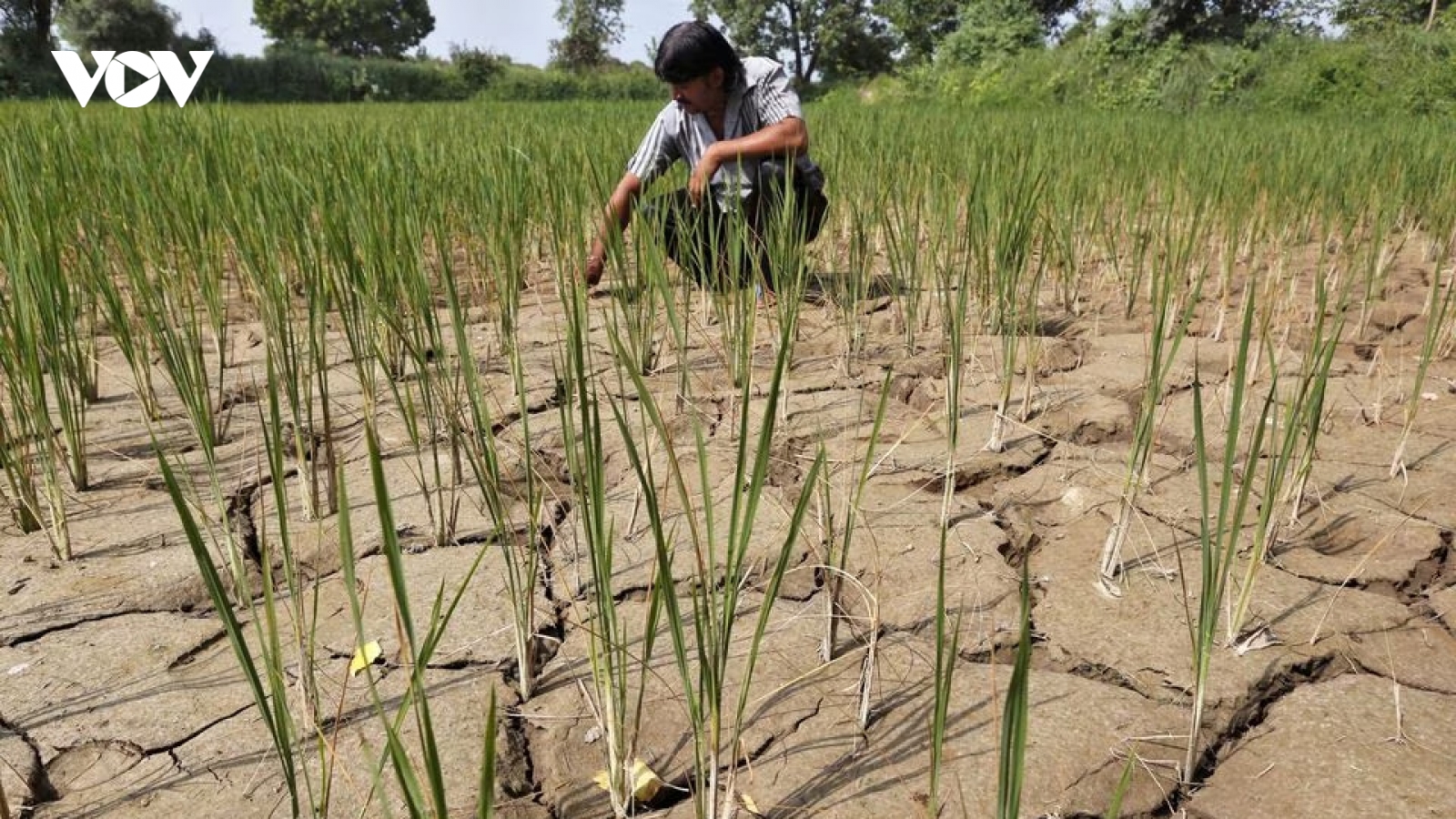 Hiện tượng El Nino xuất hiện tác động thế nào đến thời tiết trên thế giới?