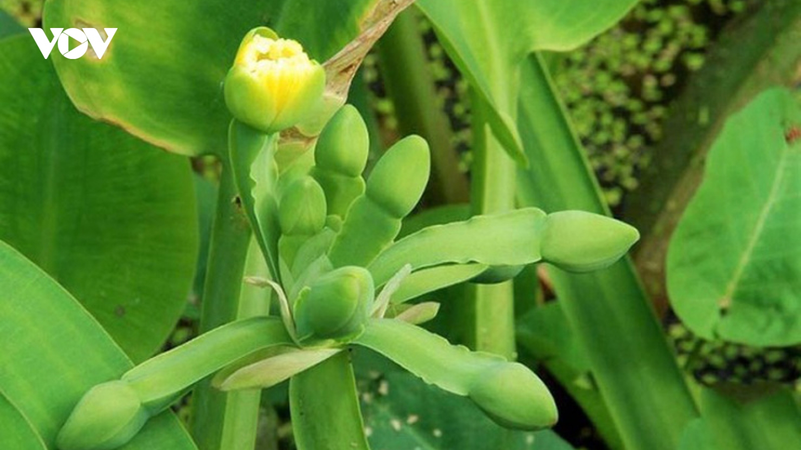 Loại rau lạ được thương lái đến mua tận nơi với giá cao