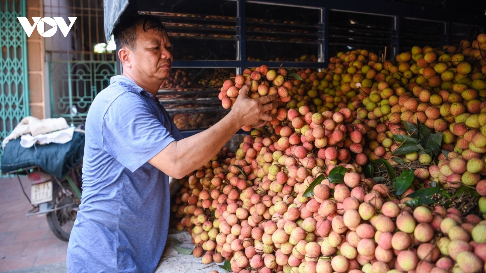 Positive signals for lychee export in 2023