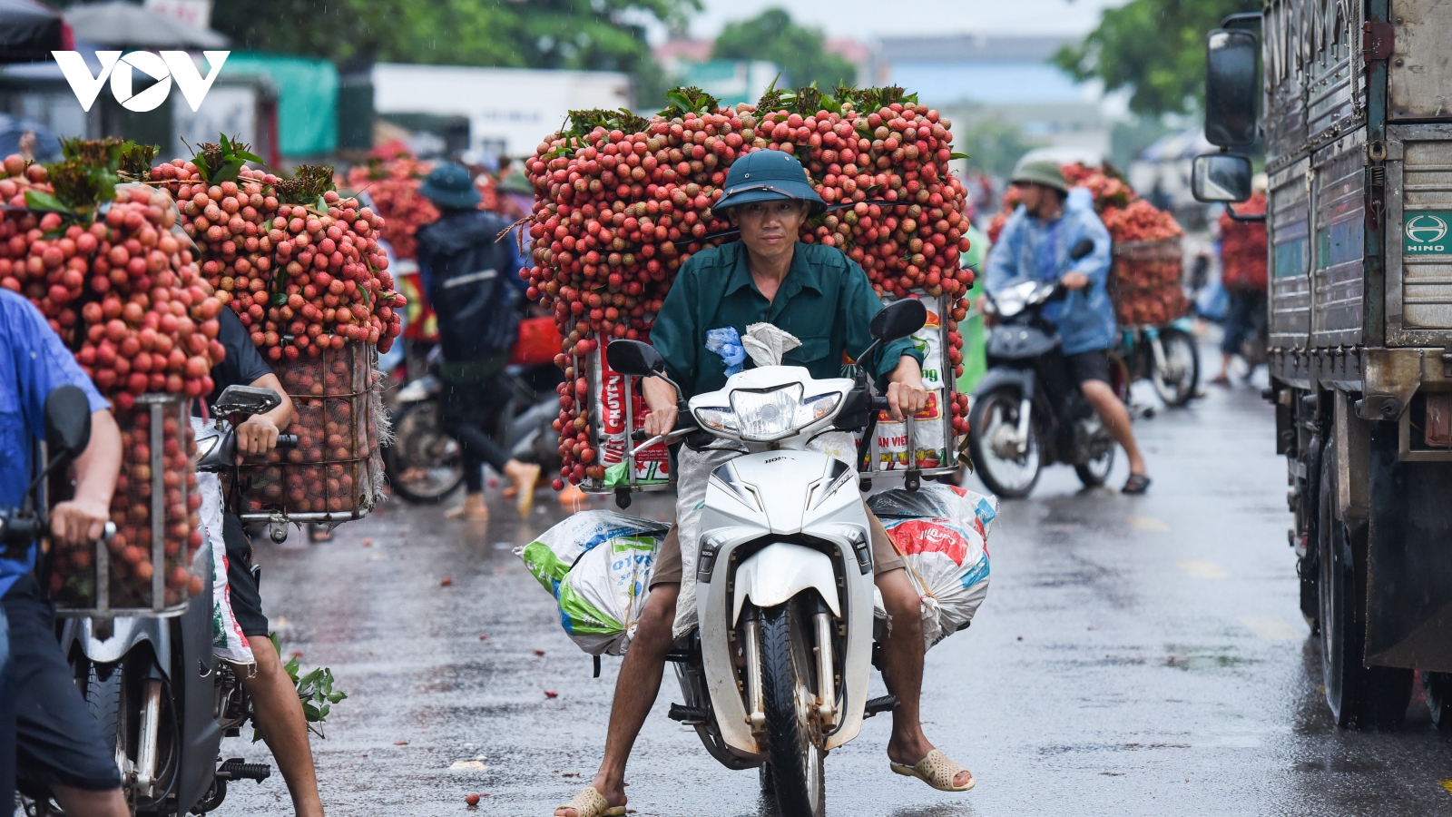 Vải thiều Lục Ngạn vào chính vụ, người dân đội mưa đi bán