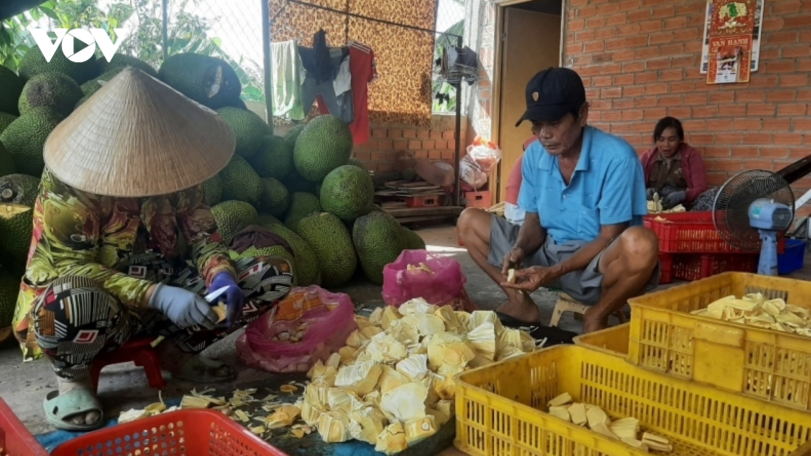 Giá mít giảm nhưng nhà vườn Tiền Giang vẫn có lãi