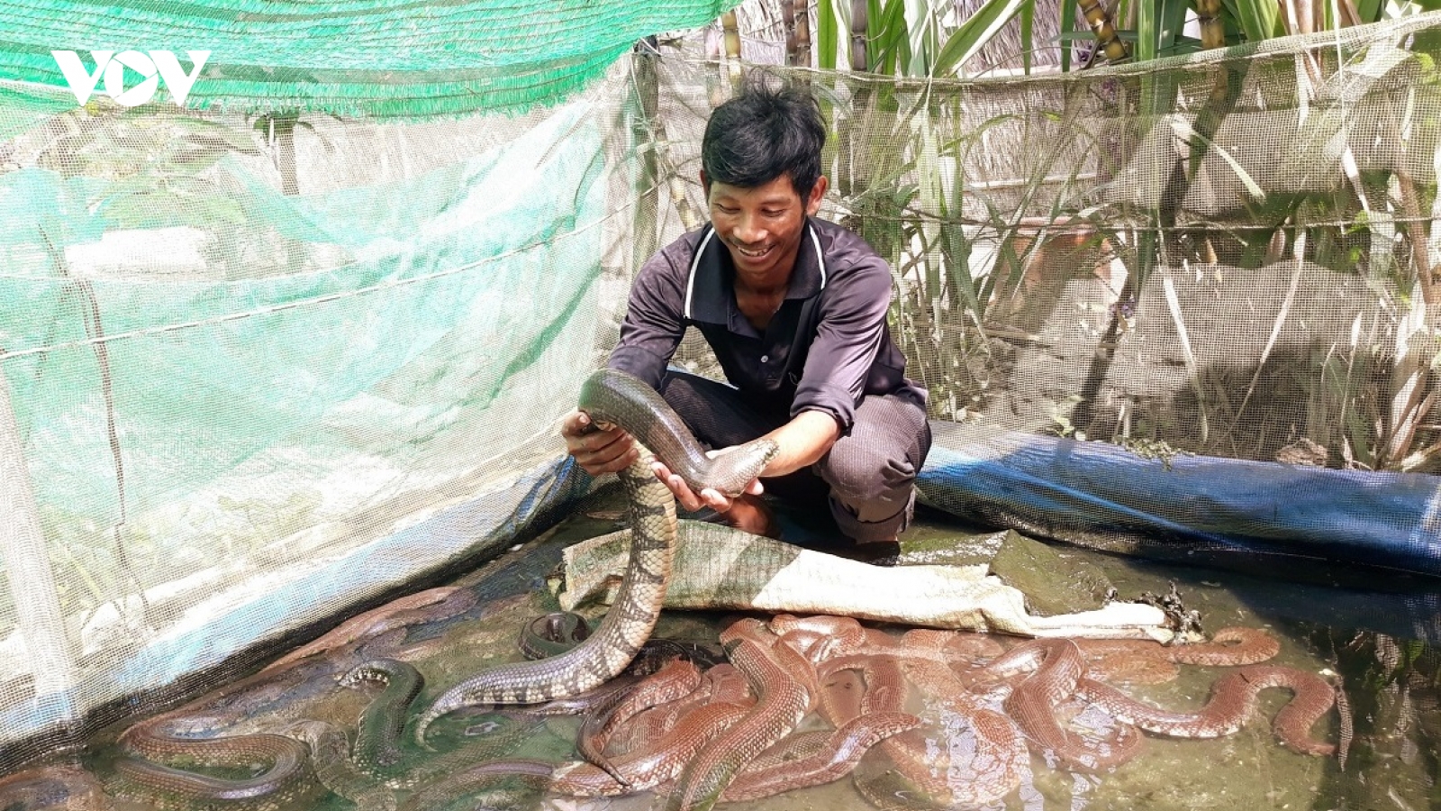 Anh nông dân Khmer thành công với mô hình đa dạng vật nuôi, cây trồng