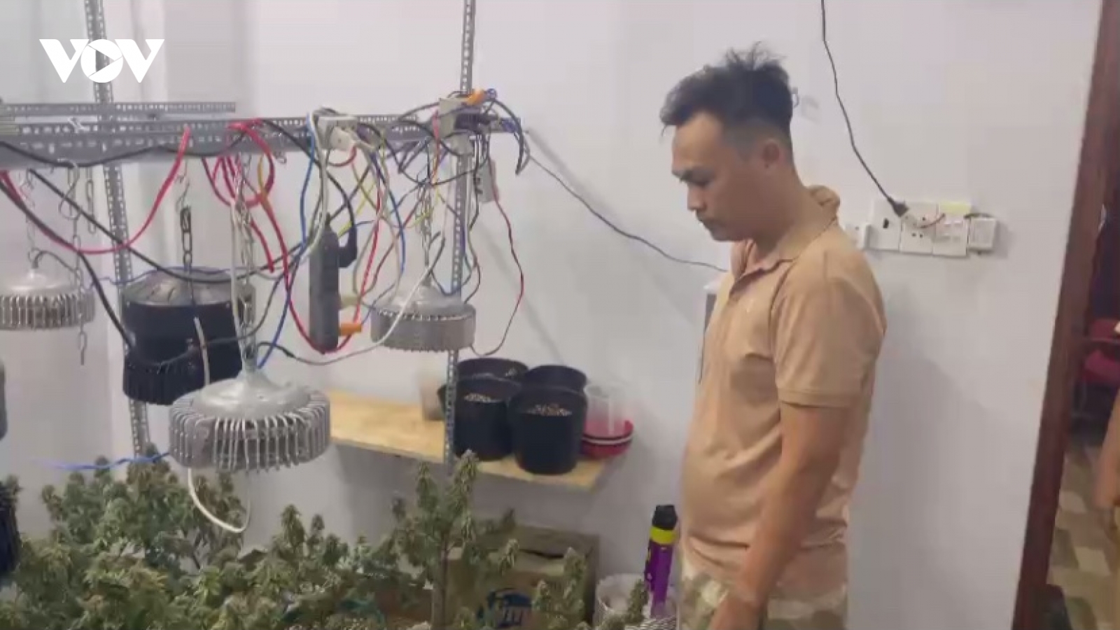 Phát hiện 2 đối tượng tàng trữ vũ khí, trồng cần sa trái phép tại TP.HCM