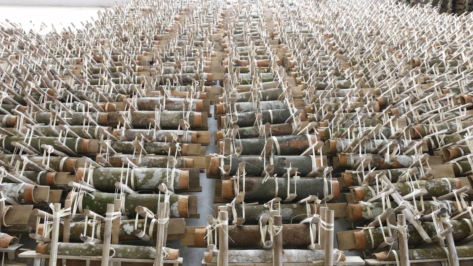 Yên Bái có 10 sản phẩm OCOP xuất khẩu sang Anh quốc