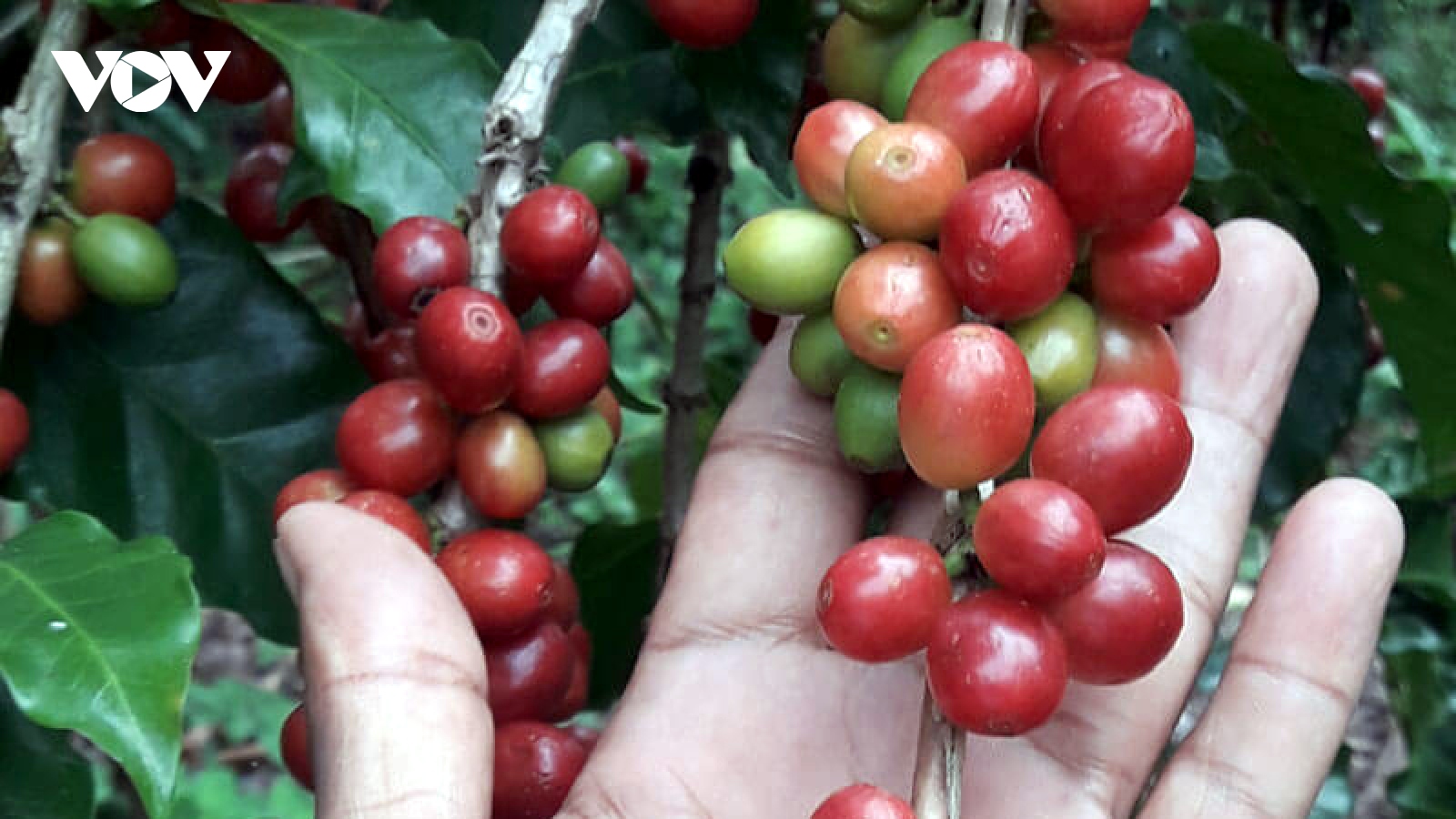 Giá cà phê hôm nay 14/10: Giá cà phê trong nước tăng 100 đồng/kg
