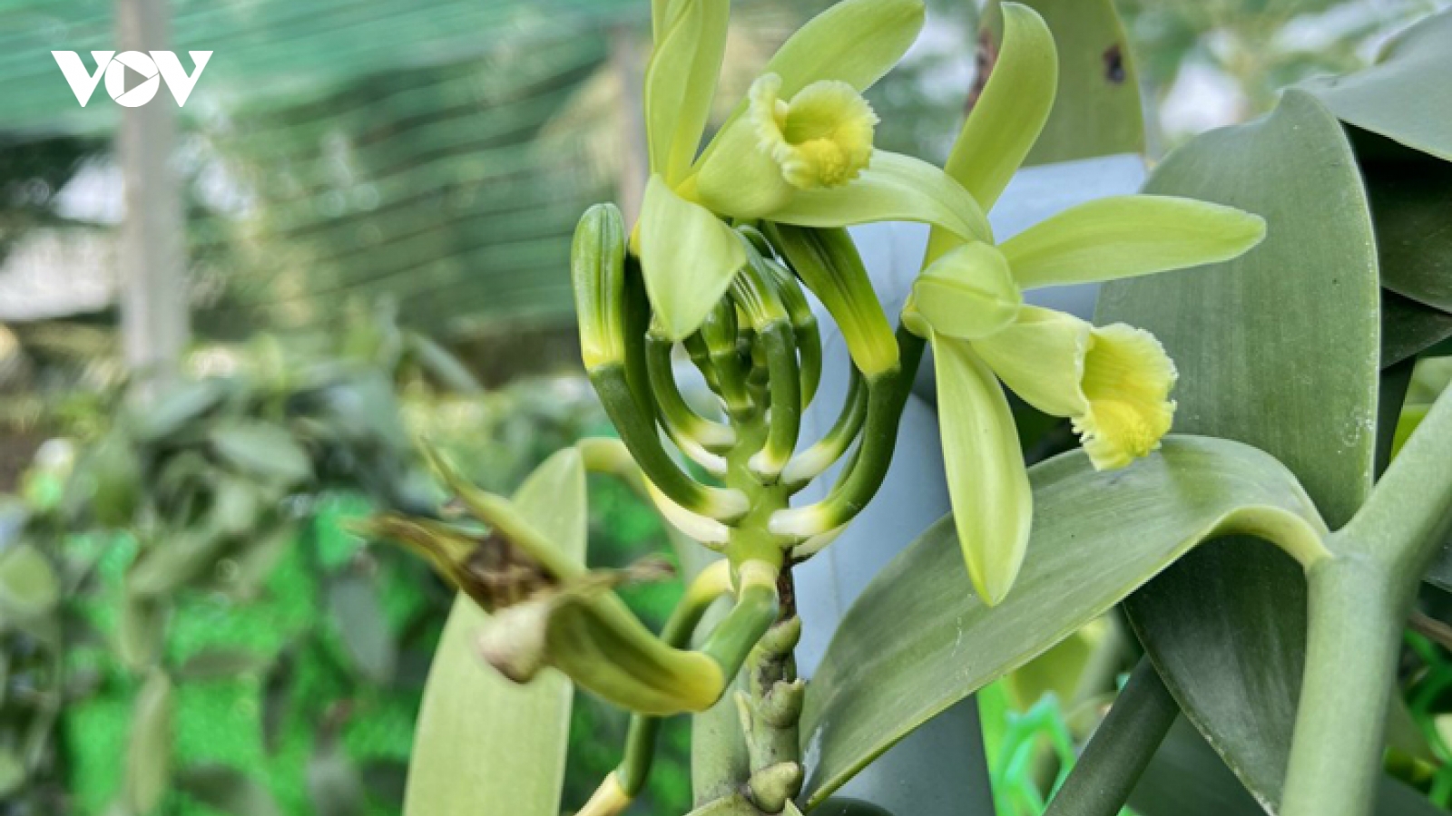 Quả Vani được trồng ở Việt Nam, có giá 1,5 triệu đồng/kg