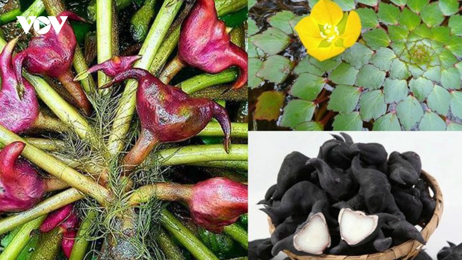 Loại củ xấu xí nhưng khiến nhiều người “mê mẩn”