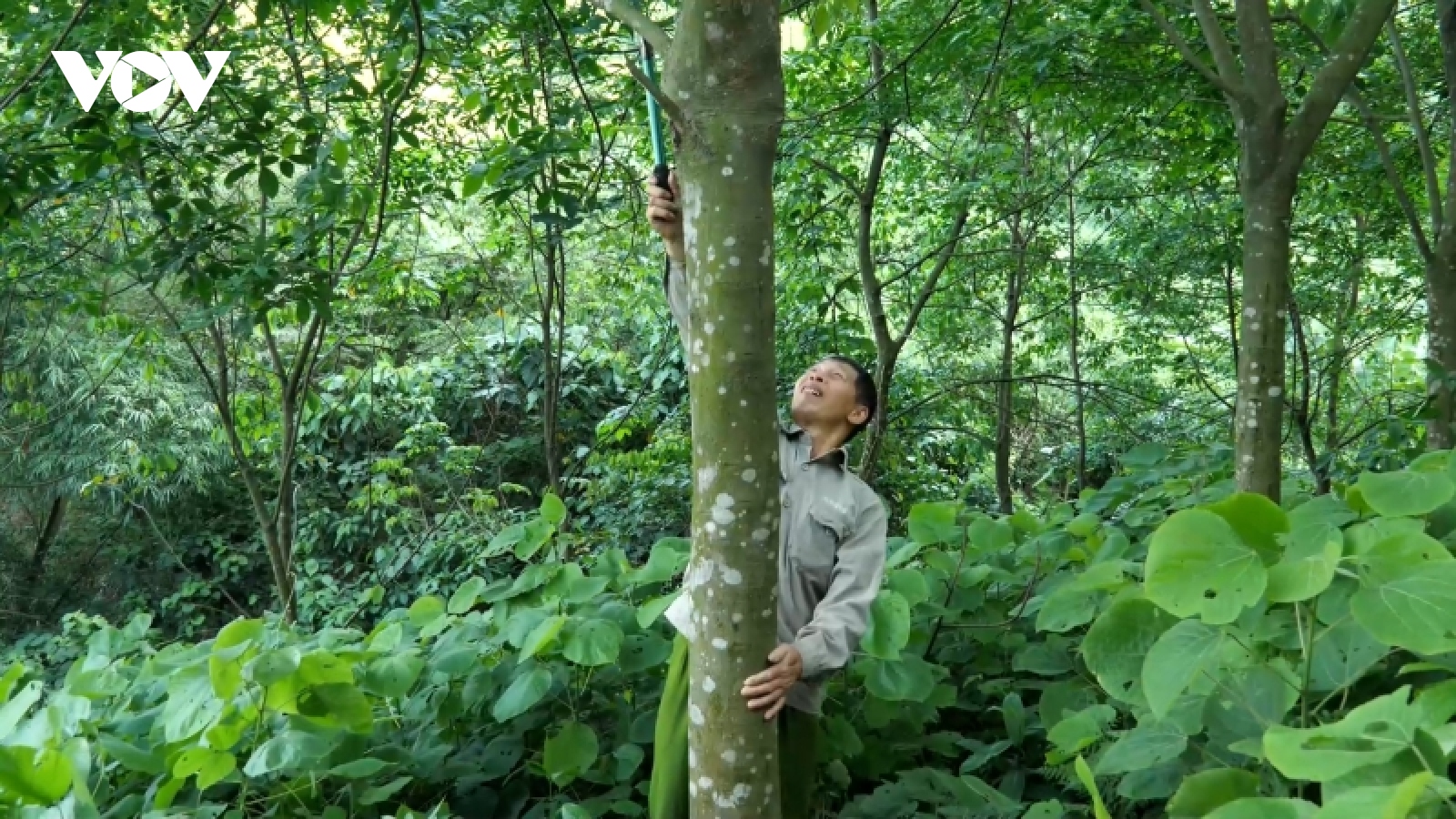 Cây cao su ở Lào Cai "bỏ thì thương, vương thì tội”