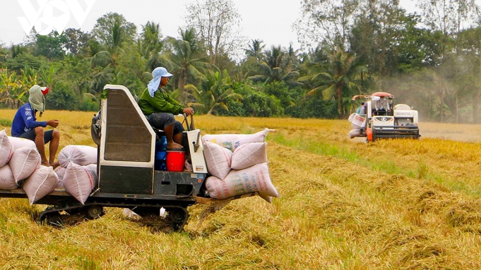 Cơ hội xuất khẩu gạo và những cảnh báo cần thiết cho doanh nghiệp Việt Nam