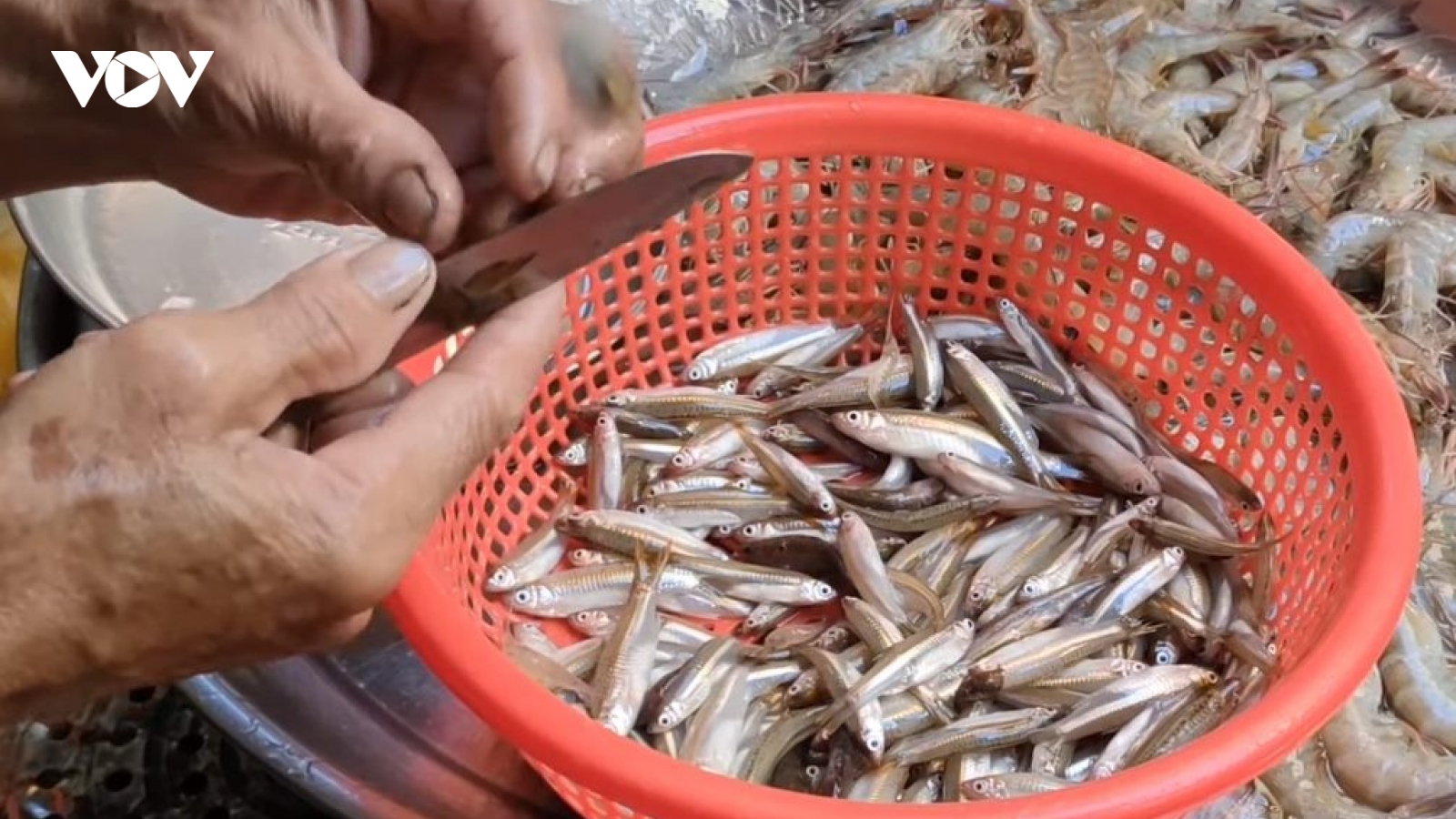 Loại cá “nhà nghèo” thành đặc sản được săn lùng