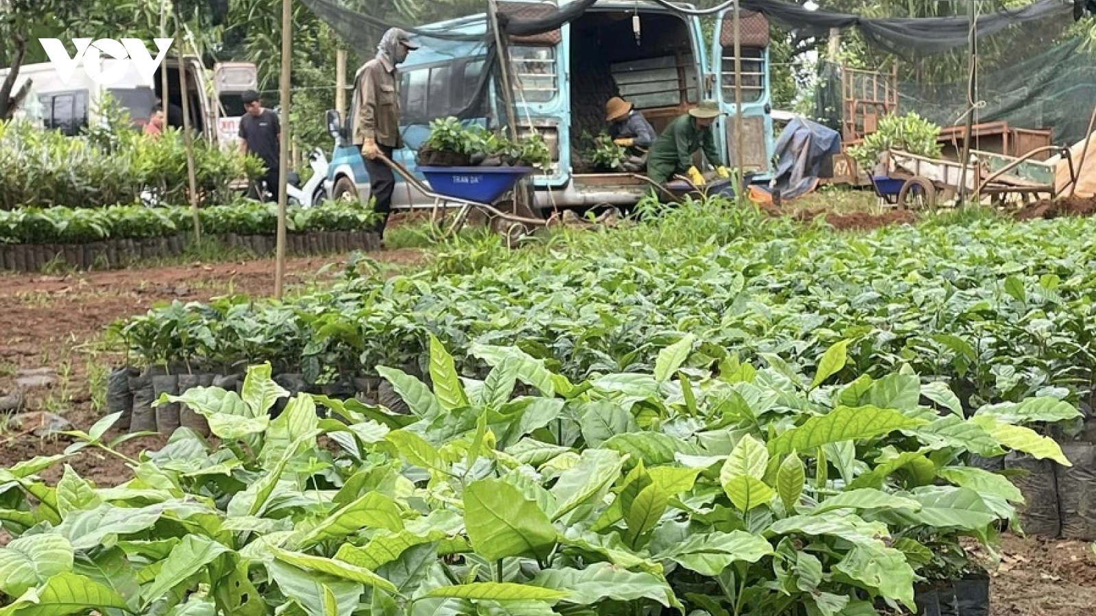 Cà phê nhân Tây Nguyên lập đỉnh giá, cà phê giống "cháy hàng"