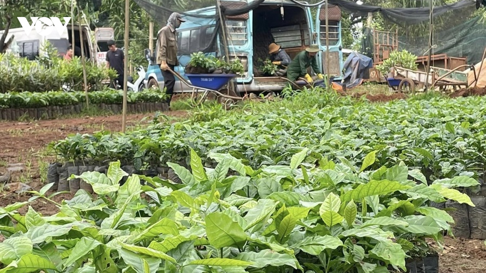 Cà phê nhân Tây Nguyên lập đỉnh giá, cà phê giống "cháy hàng"