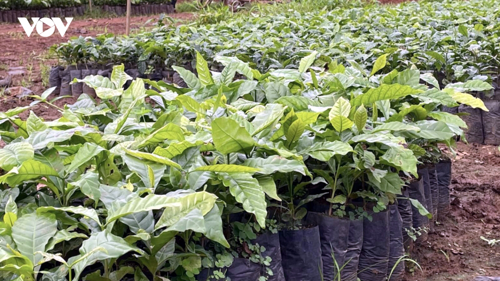 Giá cà phê hôm nay 30/7: Trong nước sụt giảm mạnh