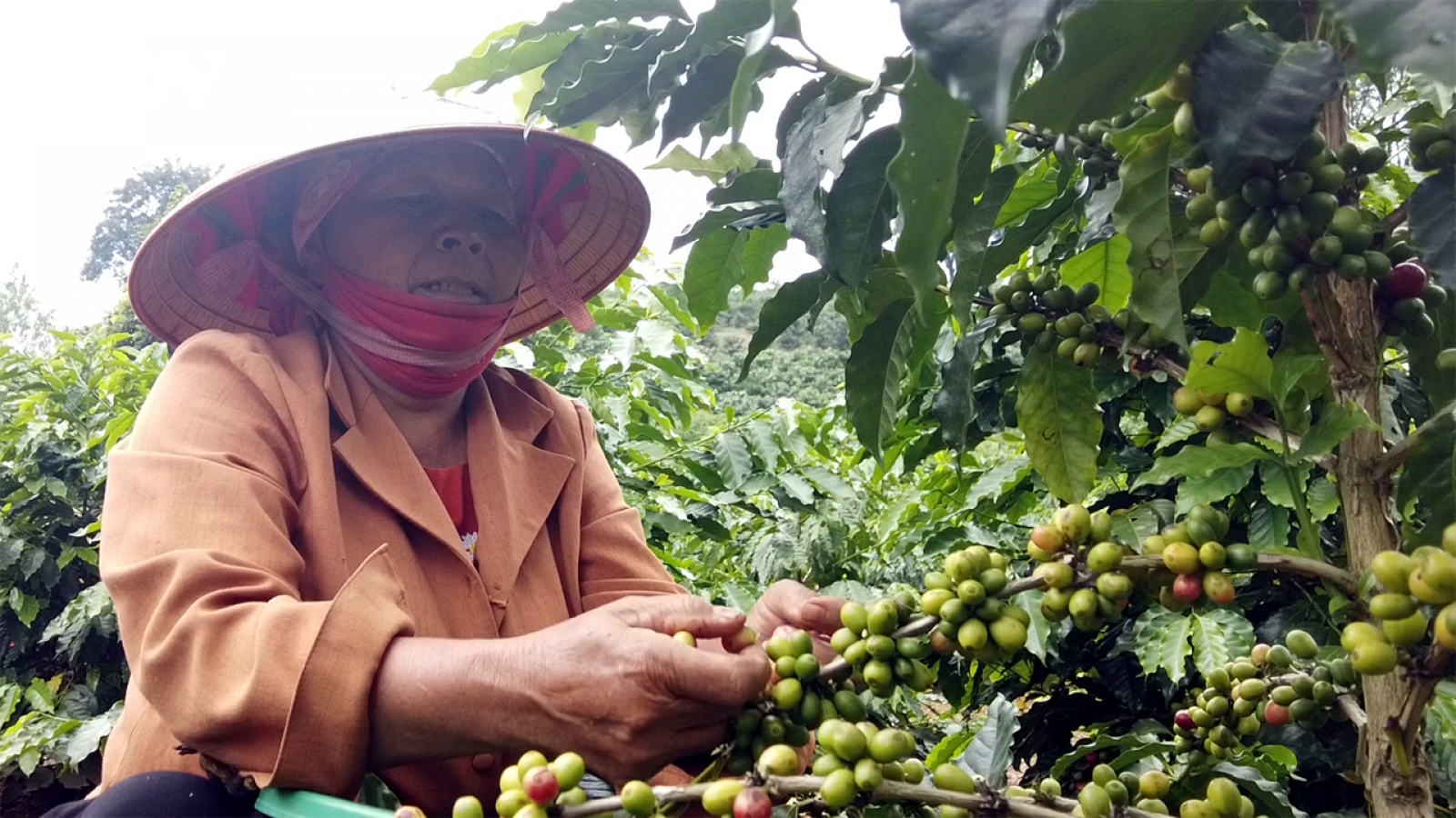 Giá cà phê hôm nay 19/7: Giá trong nước và Arabica cùng tăng