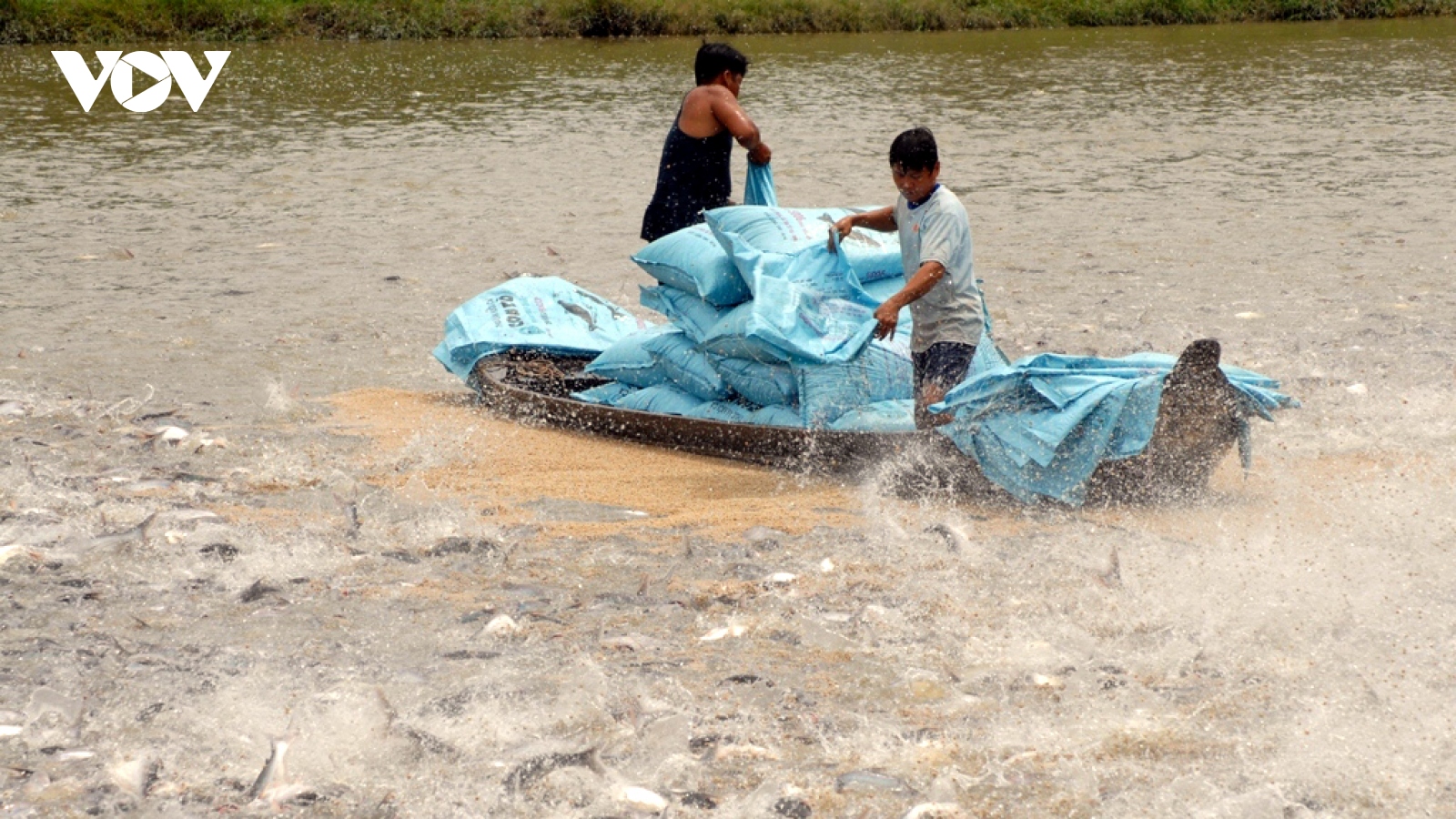 Giá thức ăn giảm giúp nông dân đẩy mạnh thả nuôi cá tra