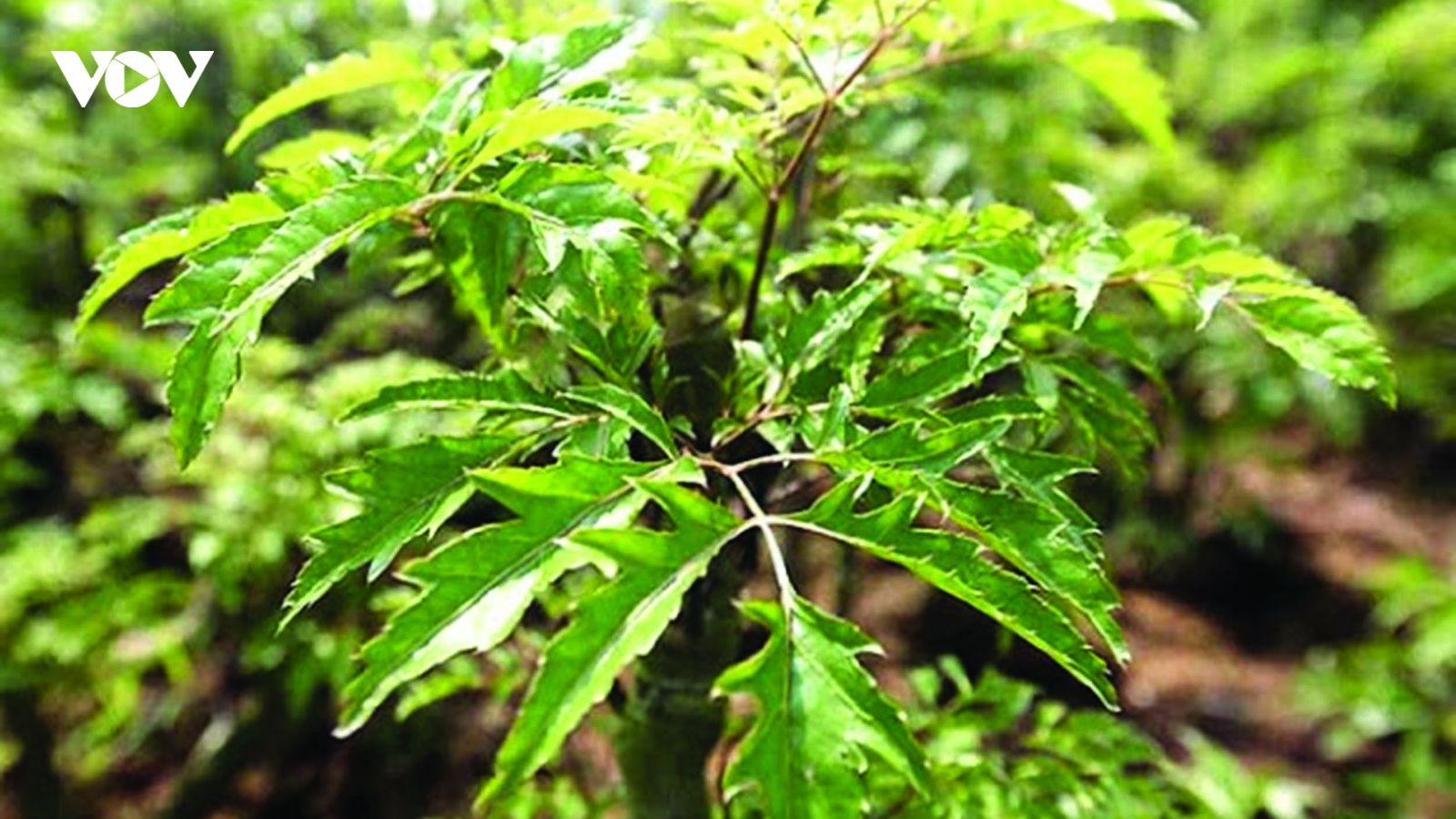 Những người không nên uống lá đinh lăng
