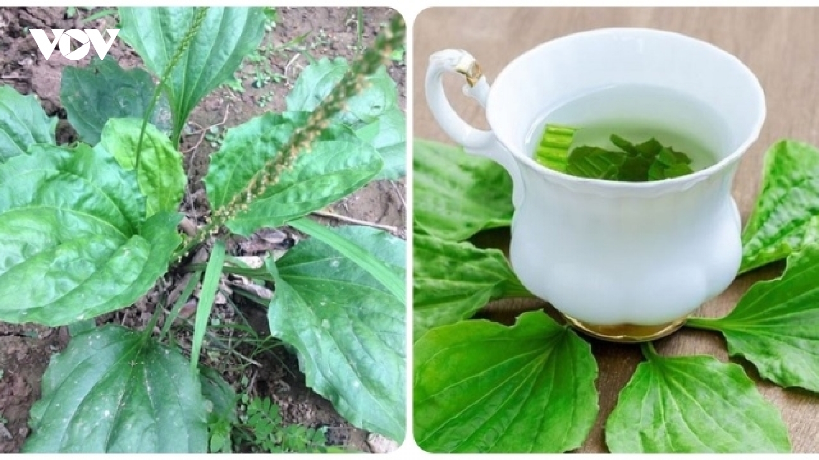 Chuyên gia Đông y hướng dẫn cách sử dụng cây bông mã đề