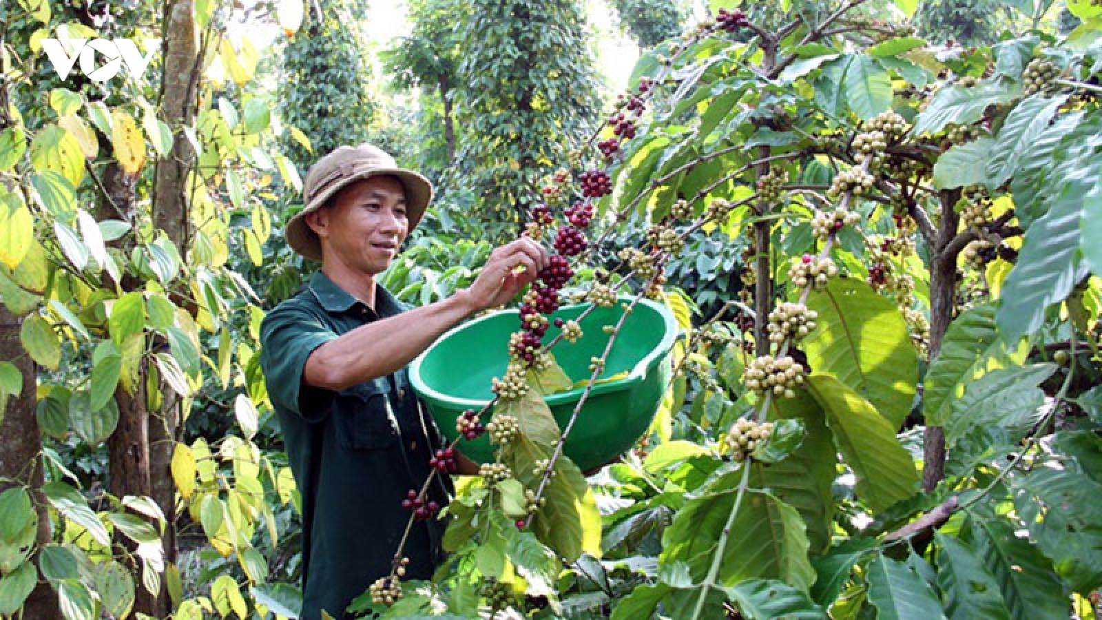 Giá cà phê hôm nay 8/8: Giá cà phê trong nước cao nhất 100.700 đồng/kg