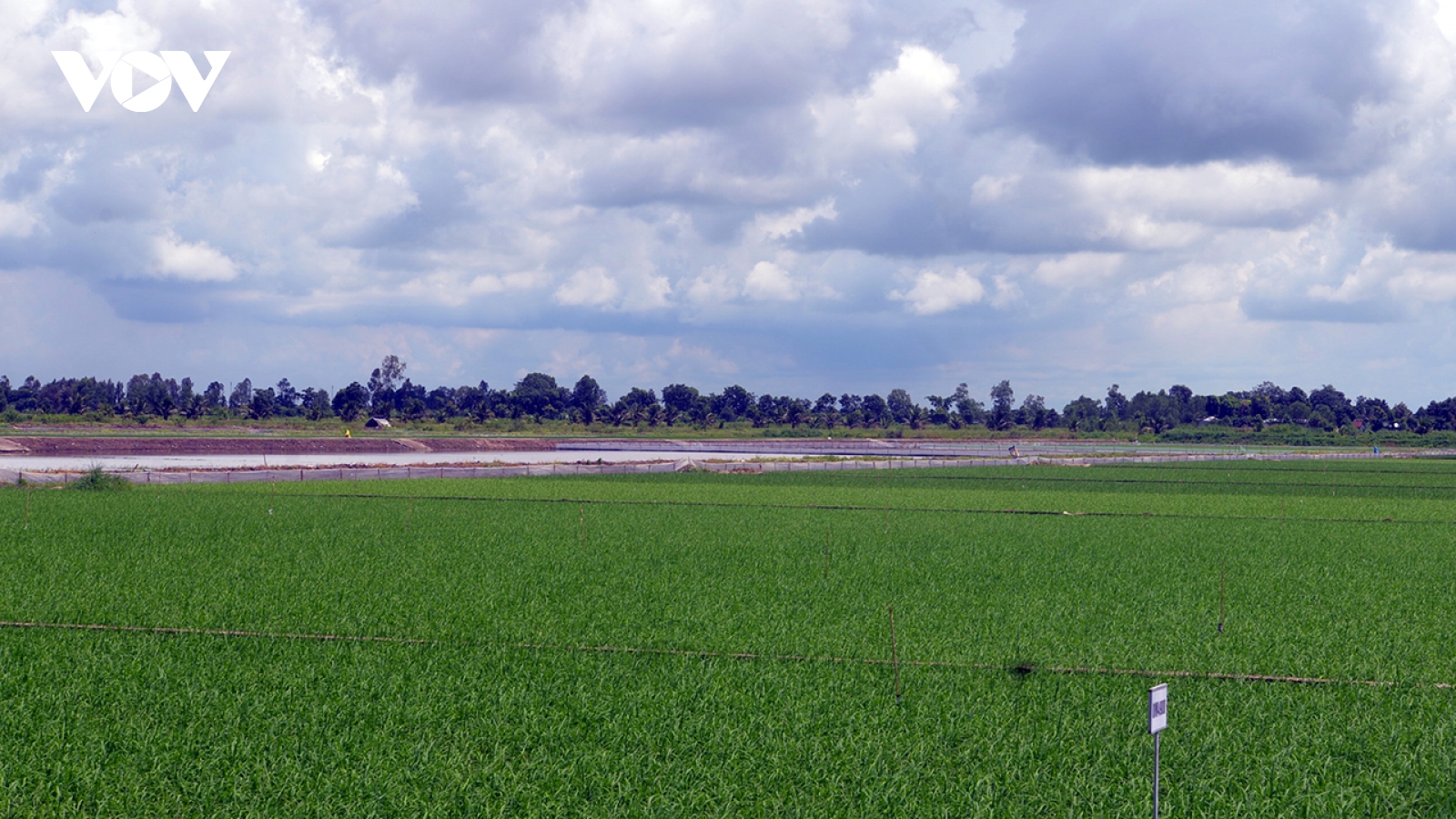 Tập trung phát triển nguyên liệu gạo vùng Tứ giác Long Xuyên