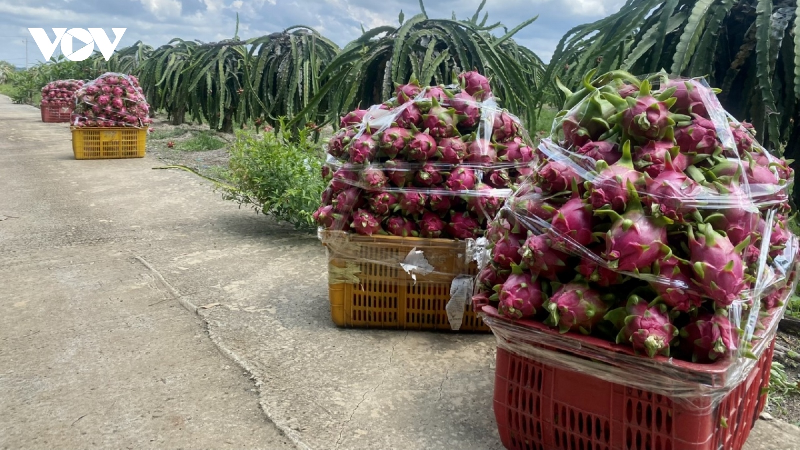Bà Rịa-Vũng Tàu ổn định vùng trồng cây ăn trái để tránh bán đổ bán tháo