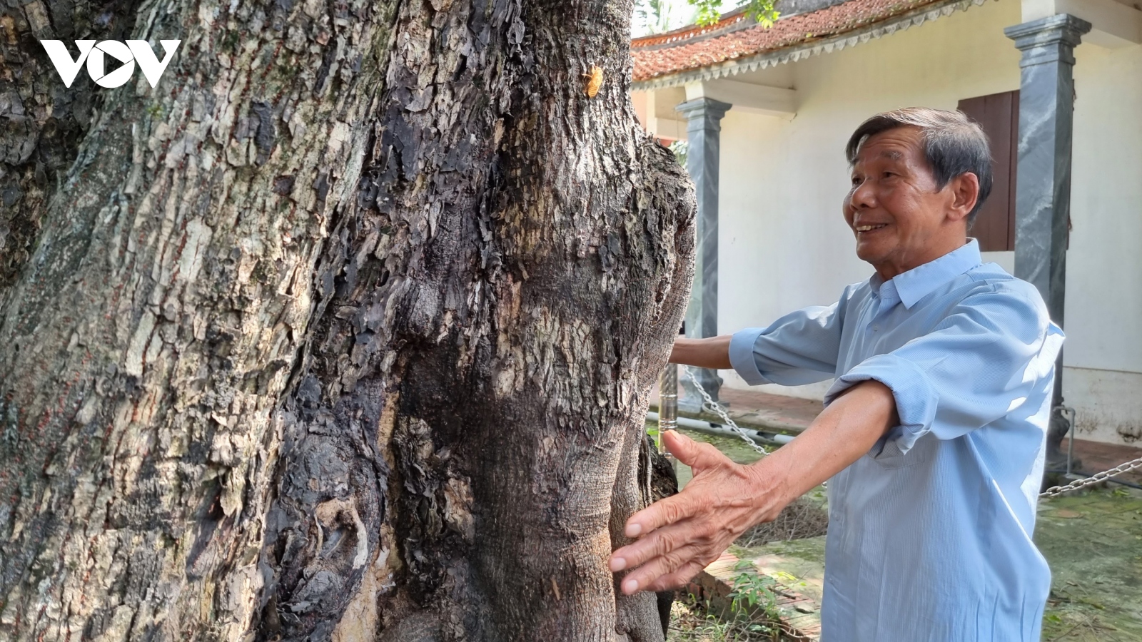 Độc lạ cây thị hơn 300 tuổi ở Bắc Giang
