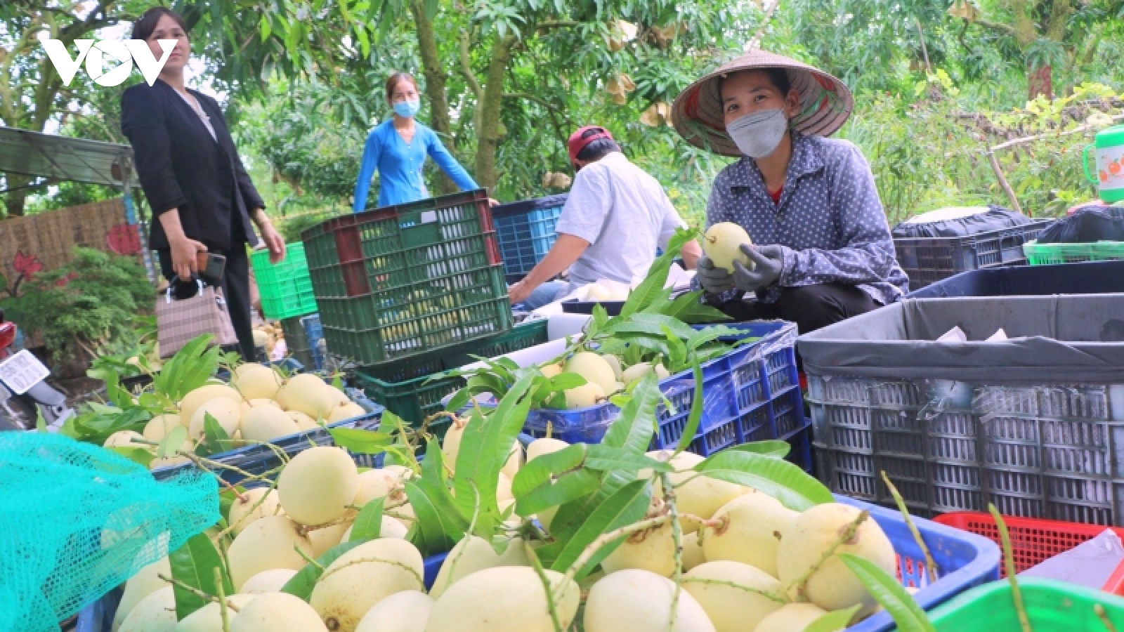 Đồng Tháp phấn đấu đến 2025 có trên 500 ha cây ăn trái trồng hữu cơ