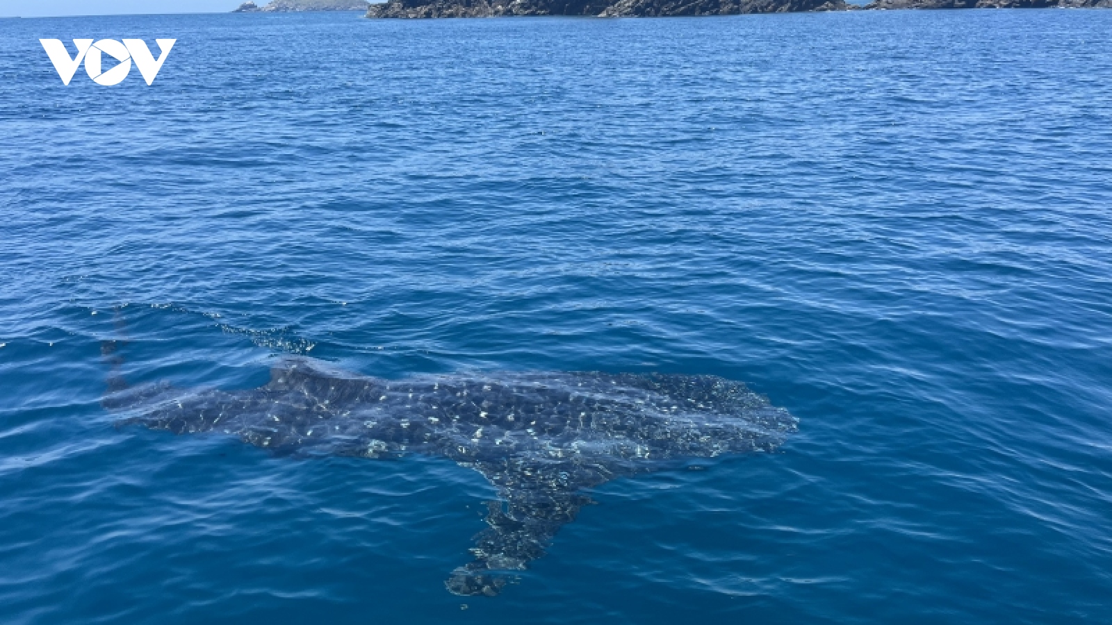 Du khách reo hò khi thấy cá nhám voi dài 4m bơi ở biển Quy Nhơn