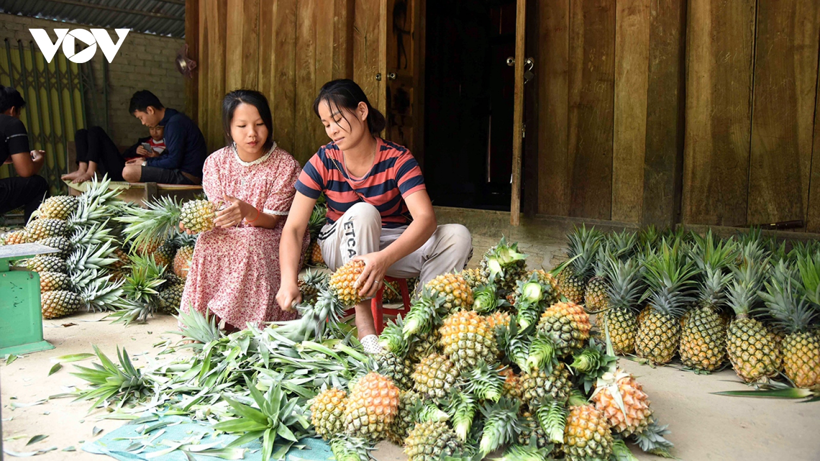 Dứa mật ở Pu Lau vào chính vụ