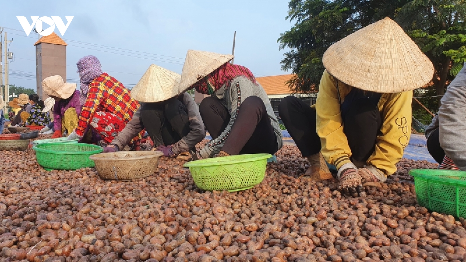 Giá hạt điều biến động, doanh nghiệp cần giao dịch thận trọng