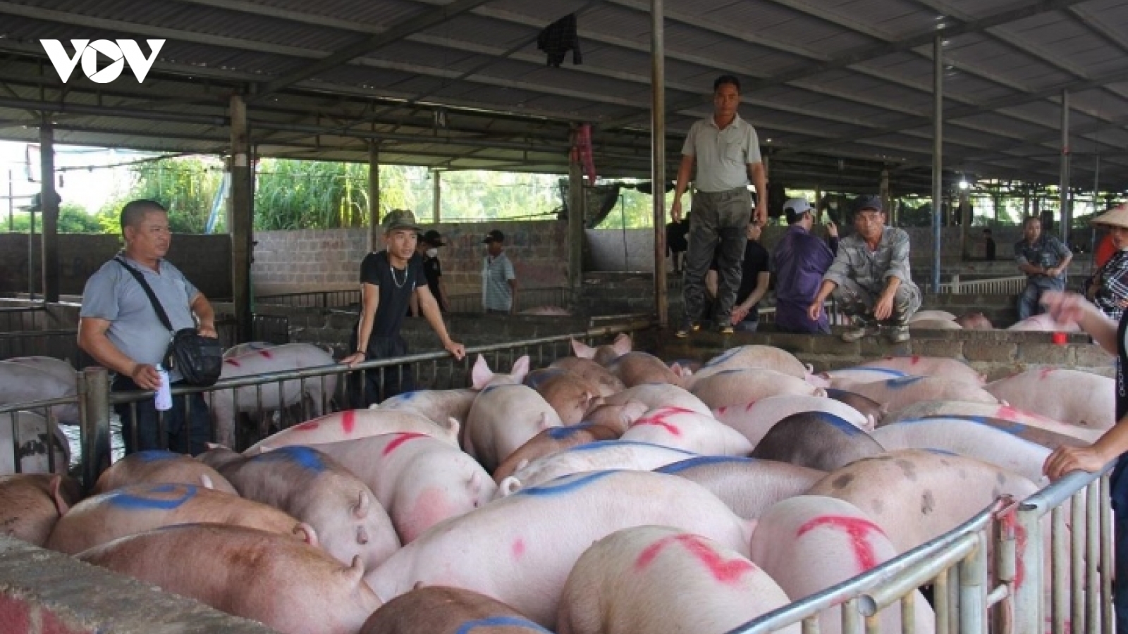 Giá heo hơi tăng cao, vì sao người chăn nuôi vẫn khó tái đàn?