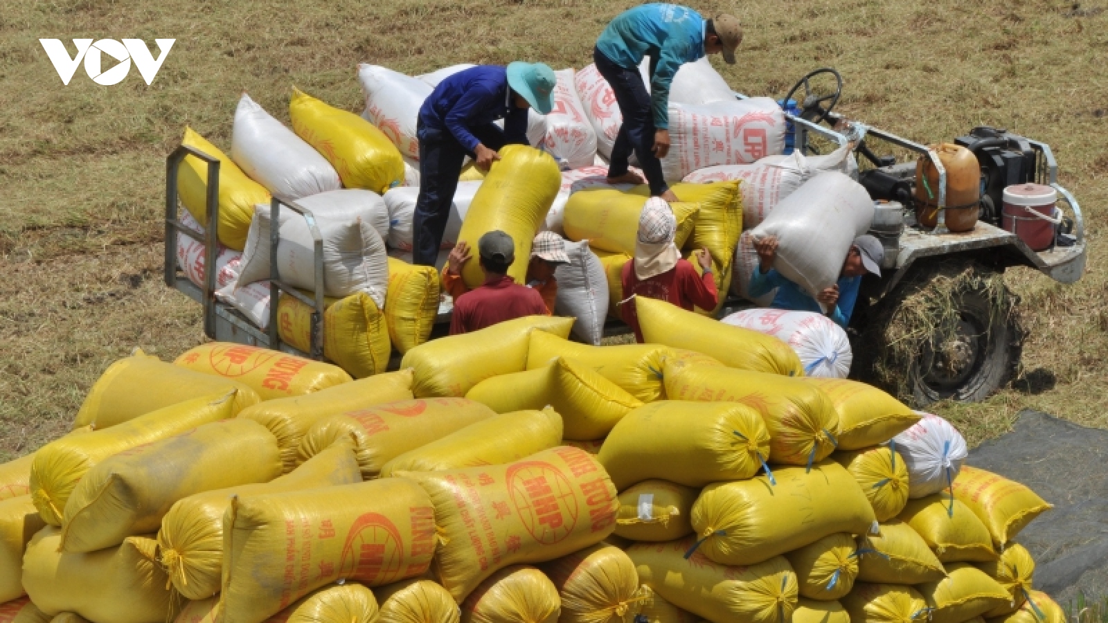 Lúa được mùa, được giá doanh nghiệp đổ xô thu mua để xuất khẩu