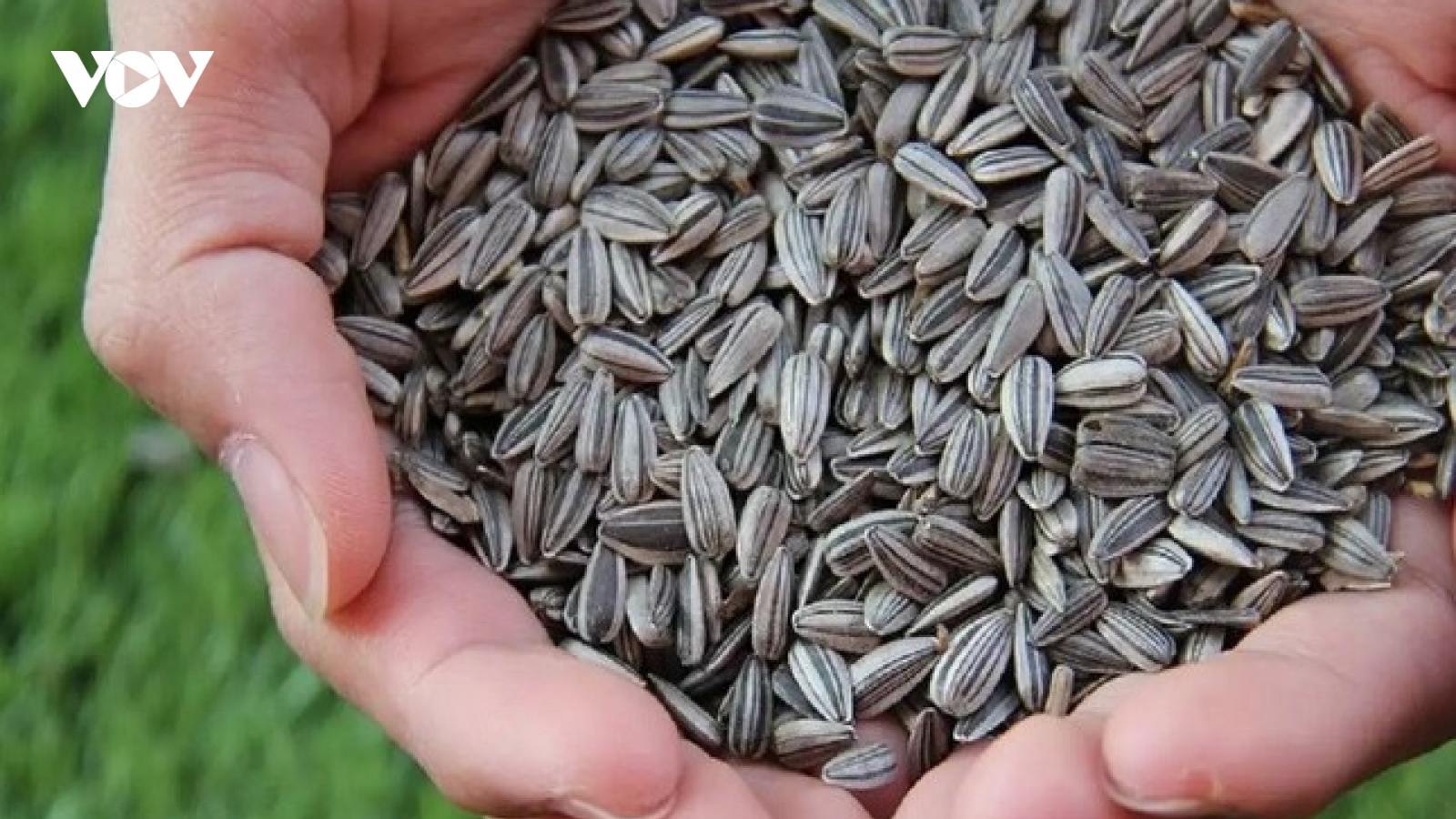 Nhâm nhi vài hạt hướng dương sẽ tốt cho sức khỏe, nhưng ăn quá nhiều lại gây tác hại