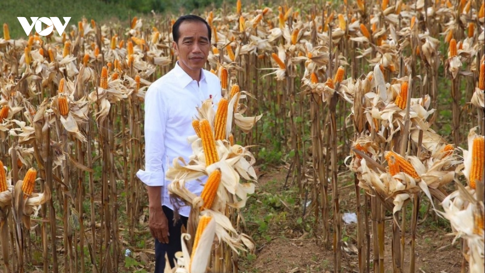 Tổng thống Indonesia yêu cầu dự trữ đủ lương thực trước tác động của El Nino