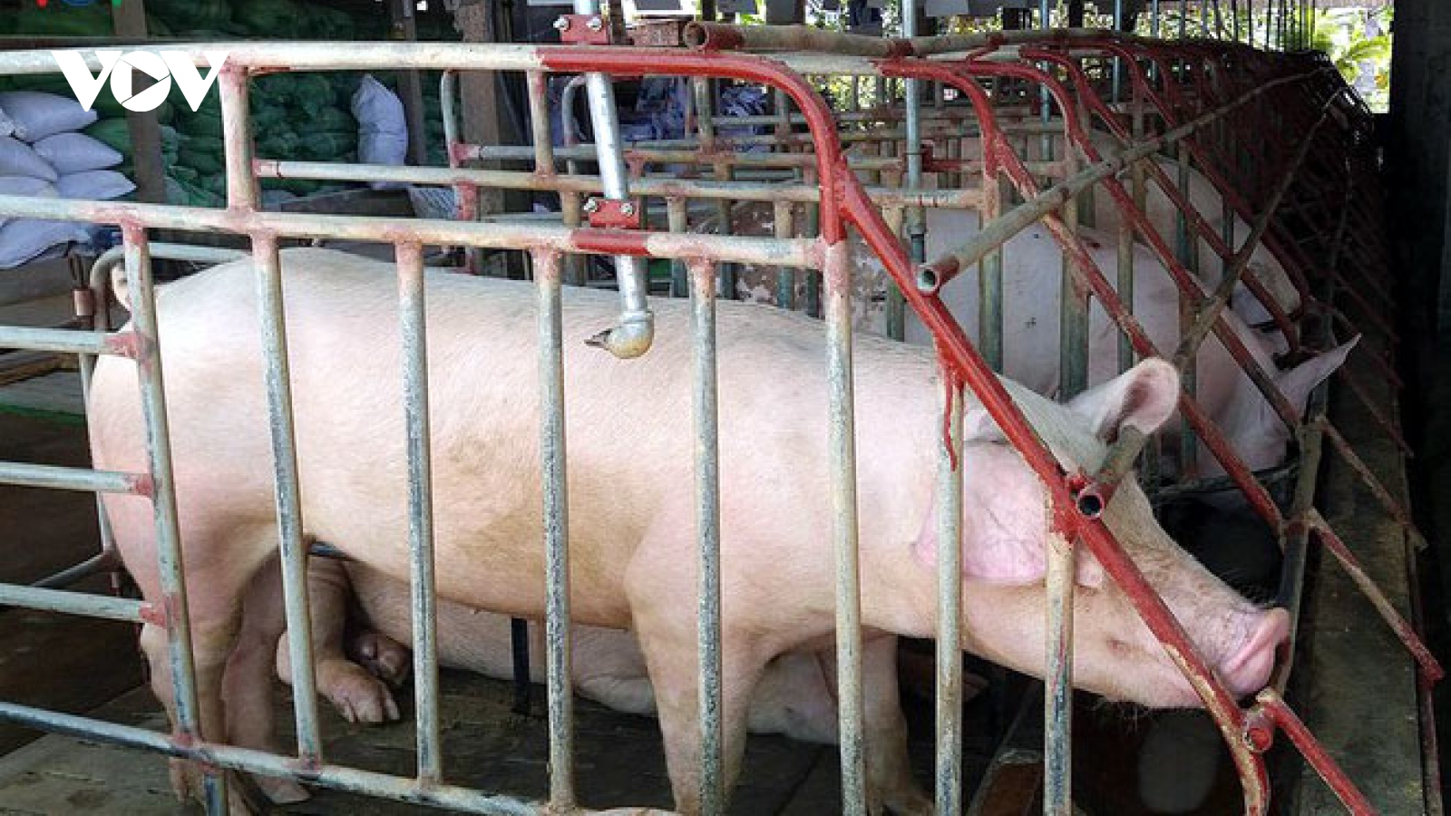 Giá lợn hơi đạt mức cao nhất trong 1 năm qua